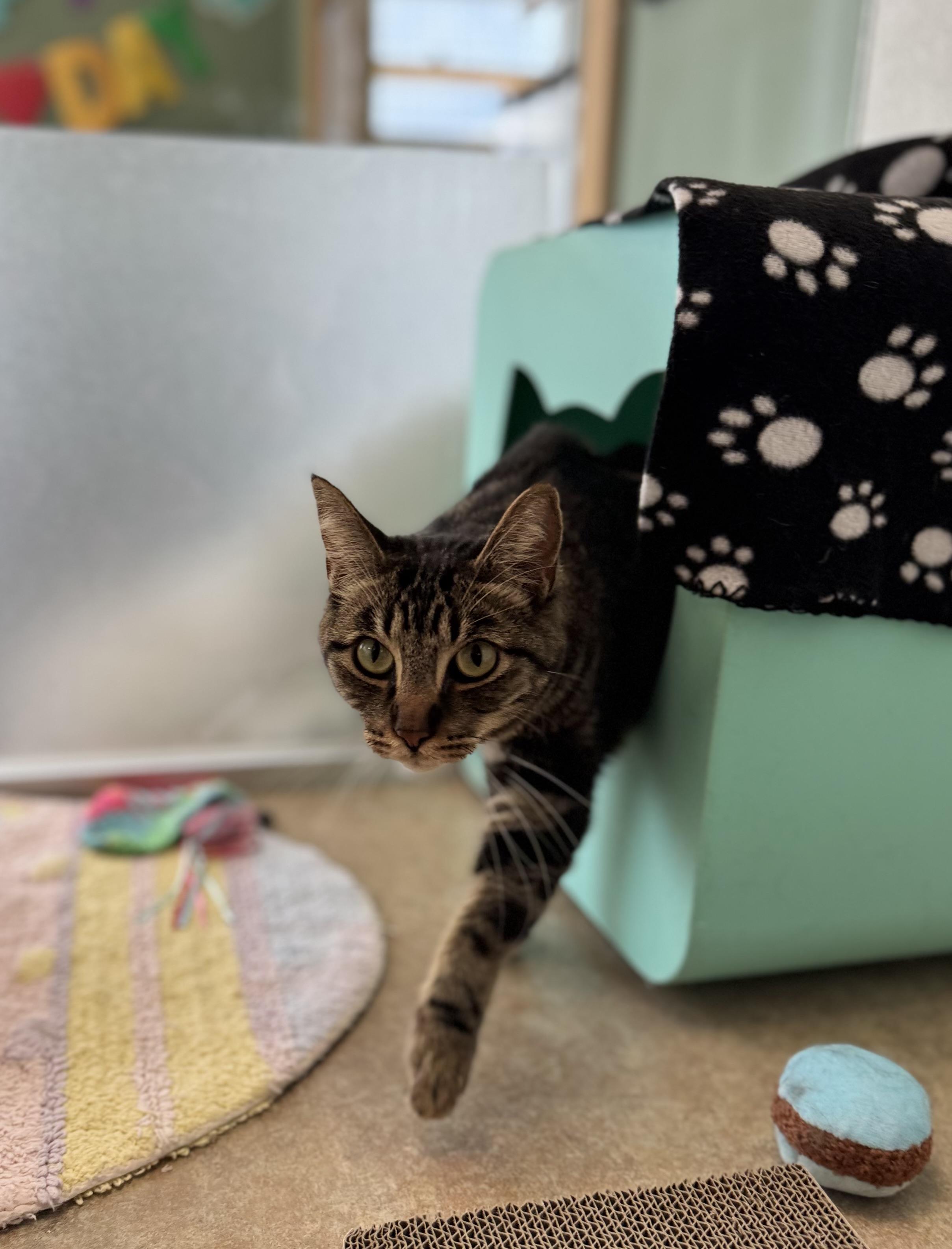 Jacob, a ADOPTABLE Domestic Short Hair in Eagle, CO image 5/5
