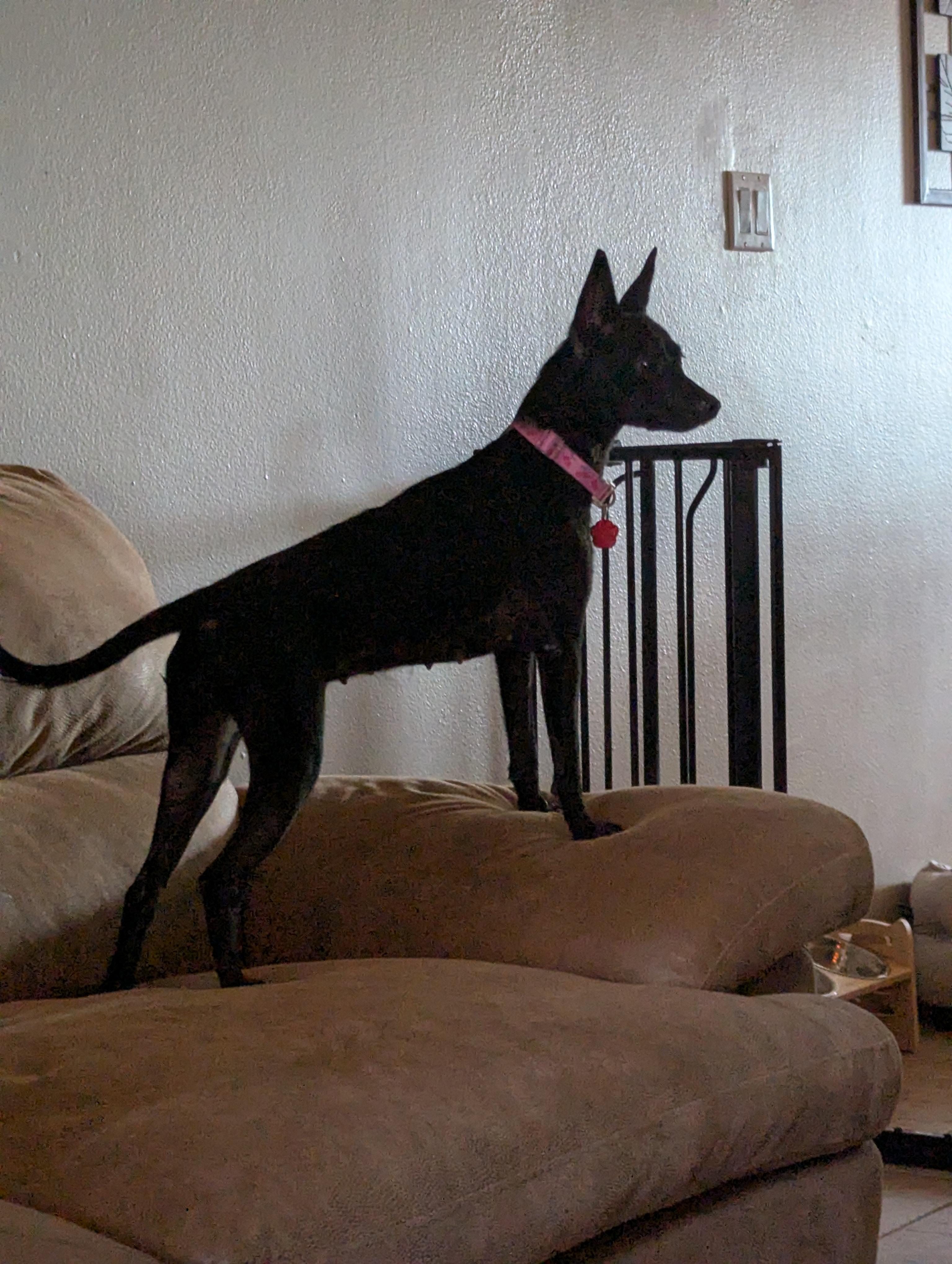 Enlarge Betty, a Adoptable mixed breed in Mesa, AZ image 5/5