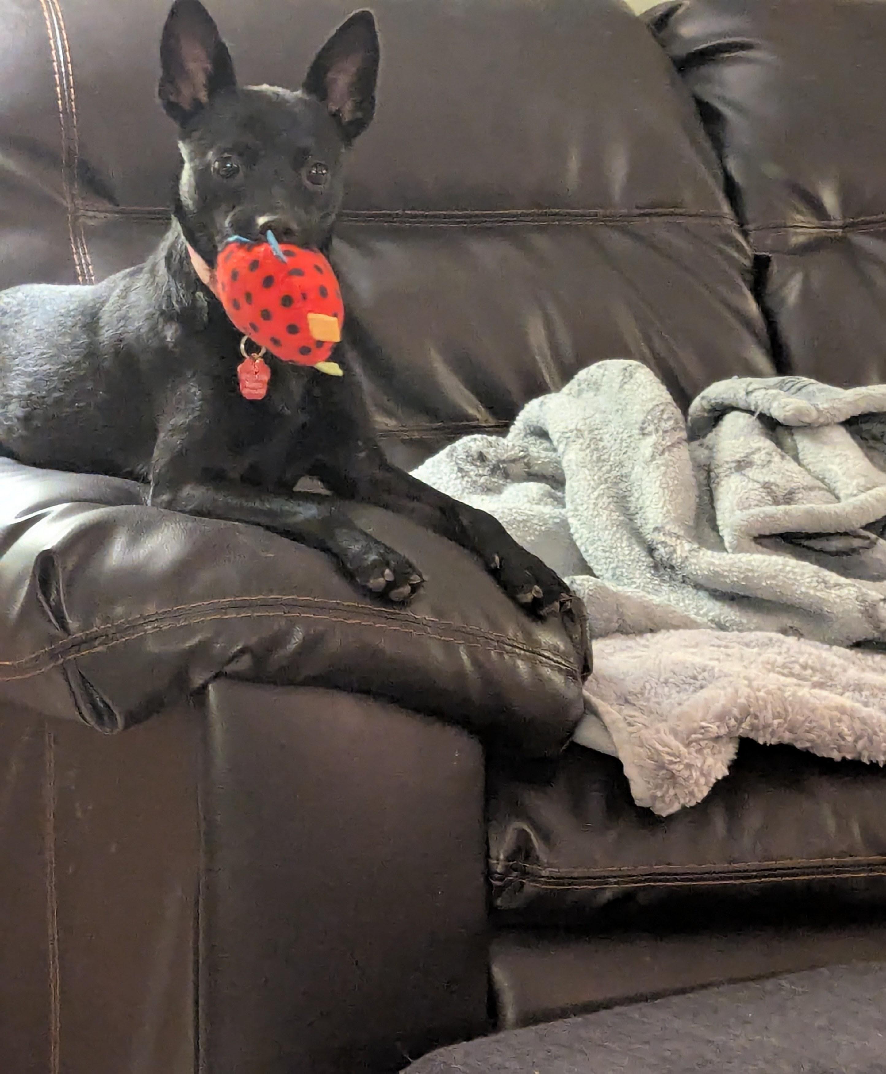 Enlarge Betty, a Adoptable mixed breed in Mesa, AZ image 2/5