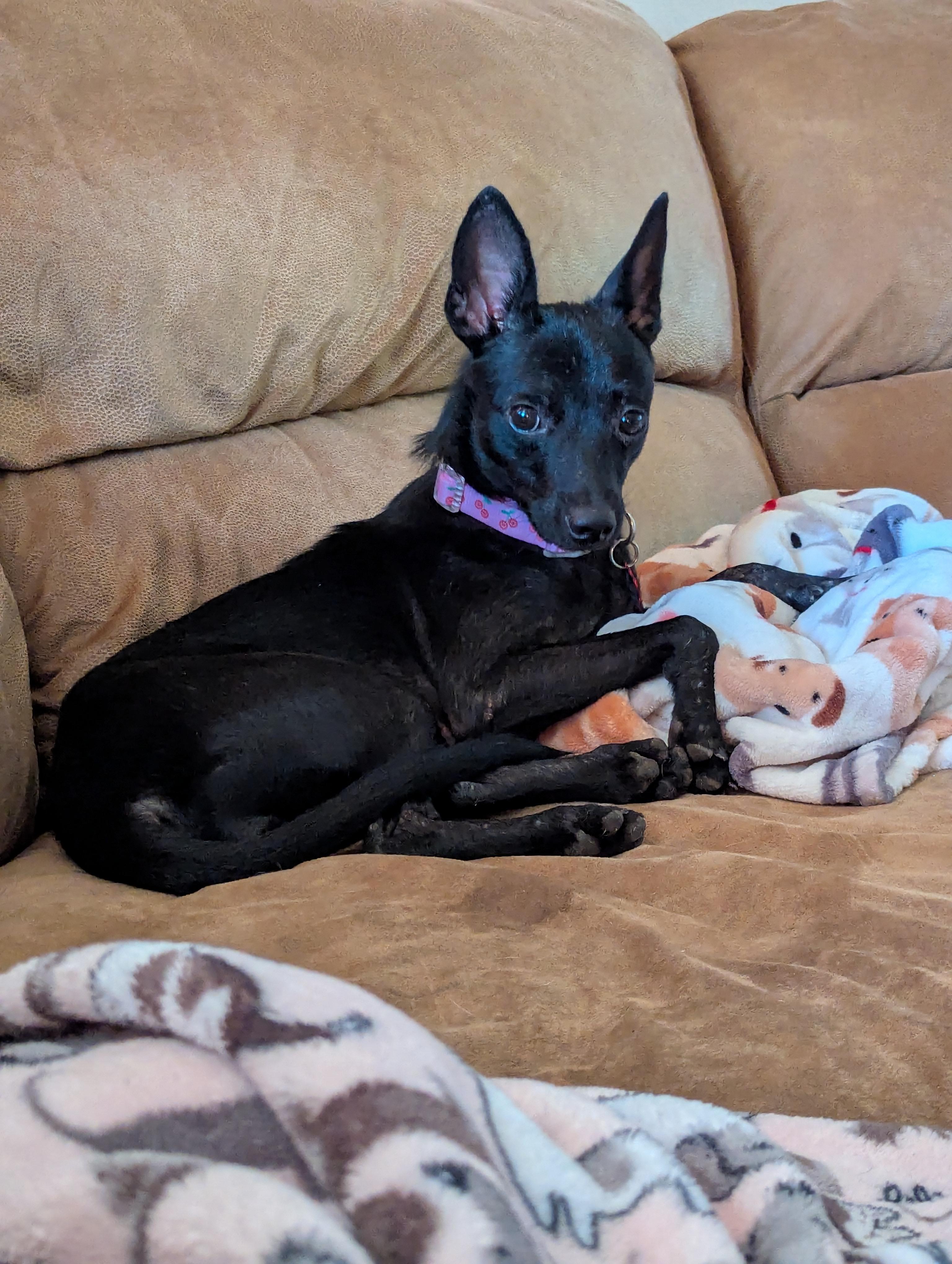 Enlarge Betty, a Adoptable mixed breed in Mesa, AZ image 4/5