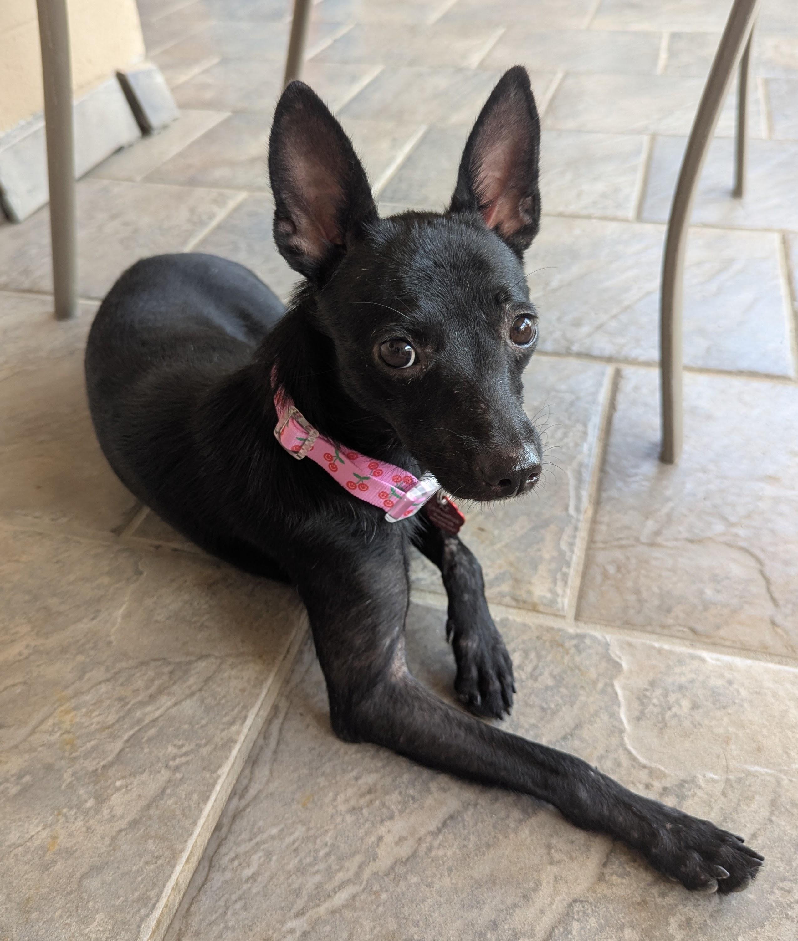 Betty, Adoptable, Young Female Chihuahua.