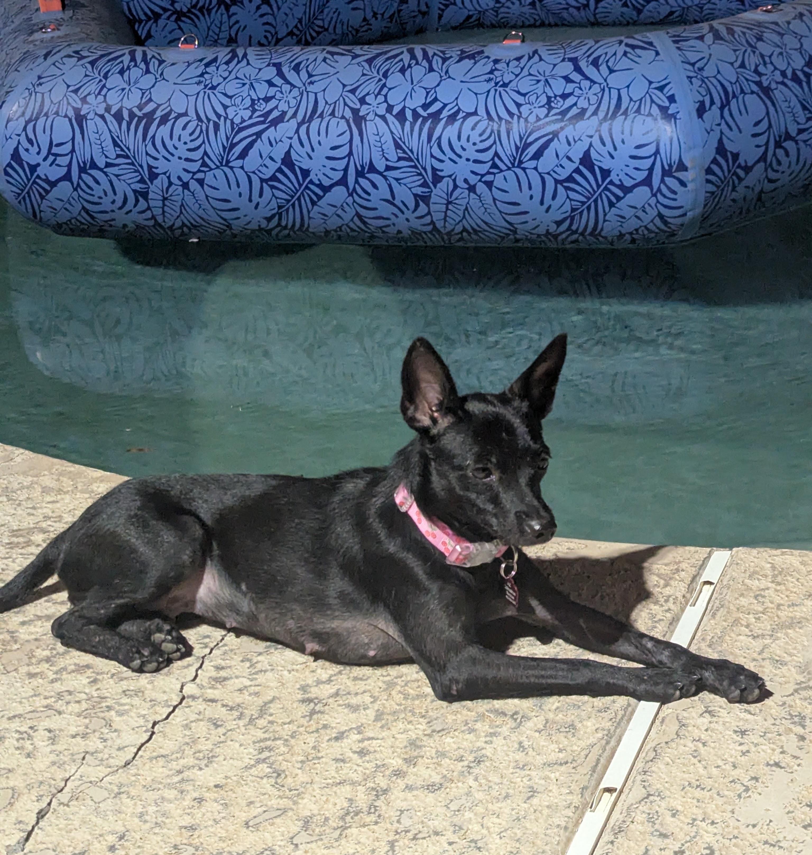 Enlarge Betty, a Adoptable mixed breed in Mesa, AZ image 3/5