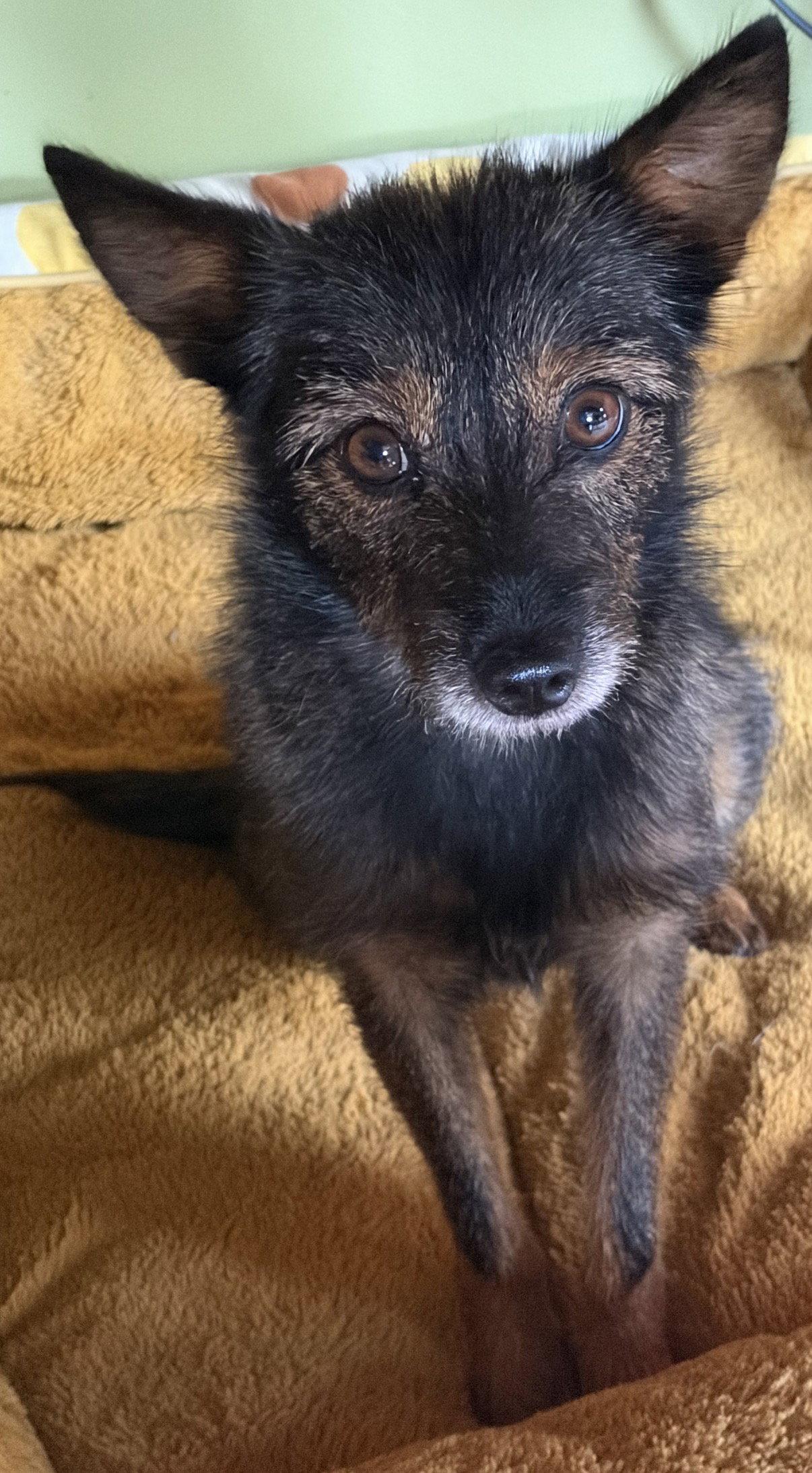 Enlarge Miss Frizzle, a Adoptable mixed breed in Alexandria, KY image 2/3