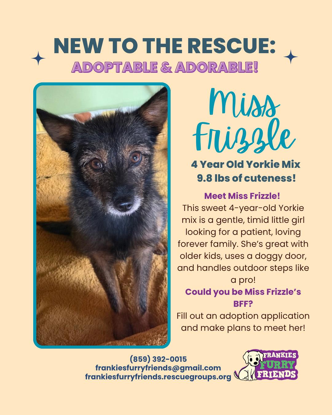 Enlarge Miss Frizzle, a Adoptable mixed breed in Alexandria, KY image 3/3