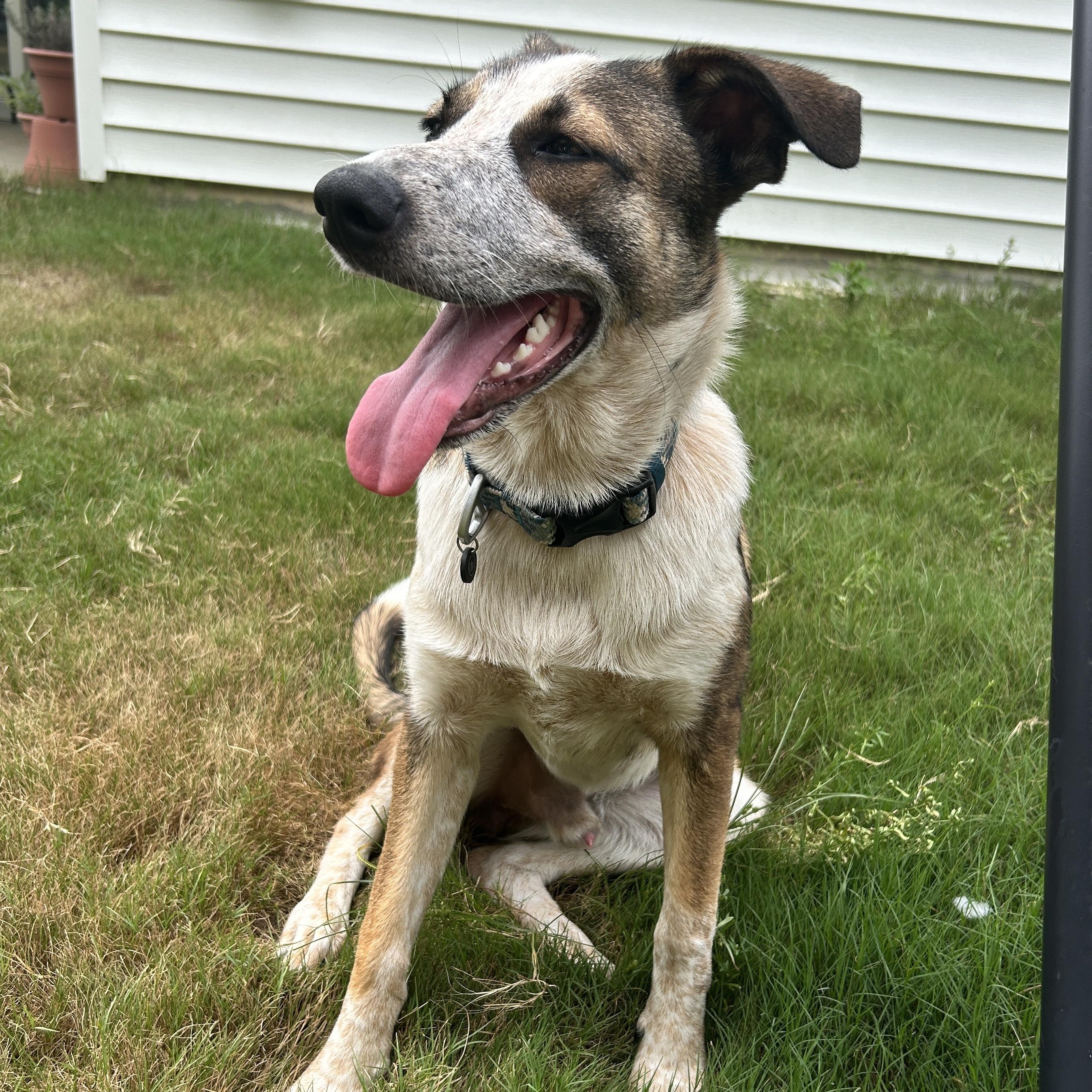 Courtesy Listing- Banjo