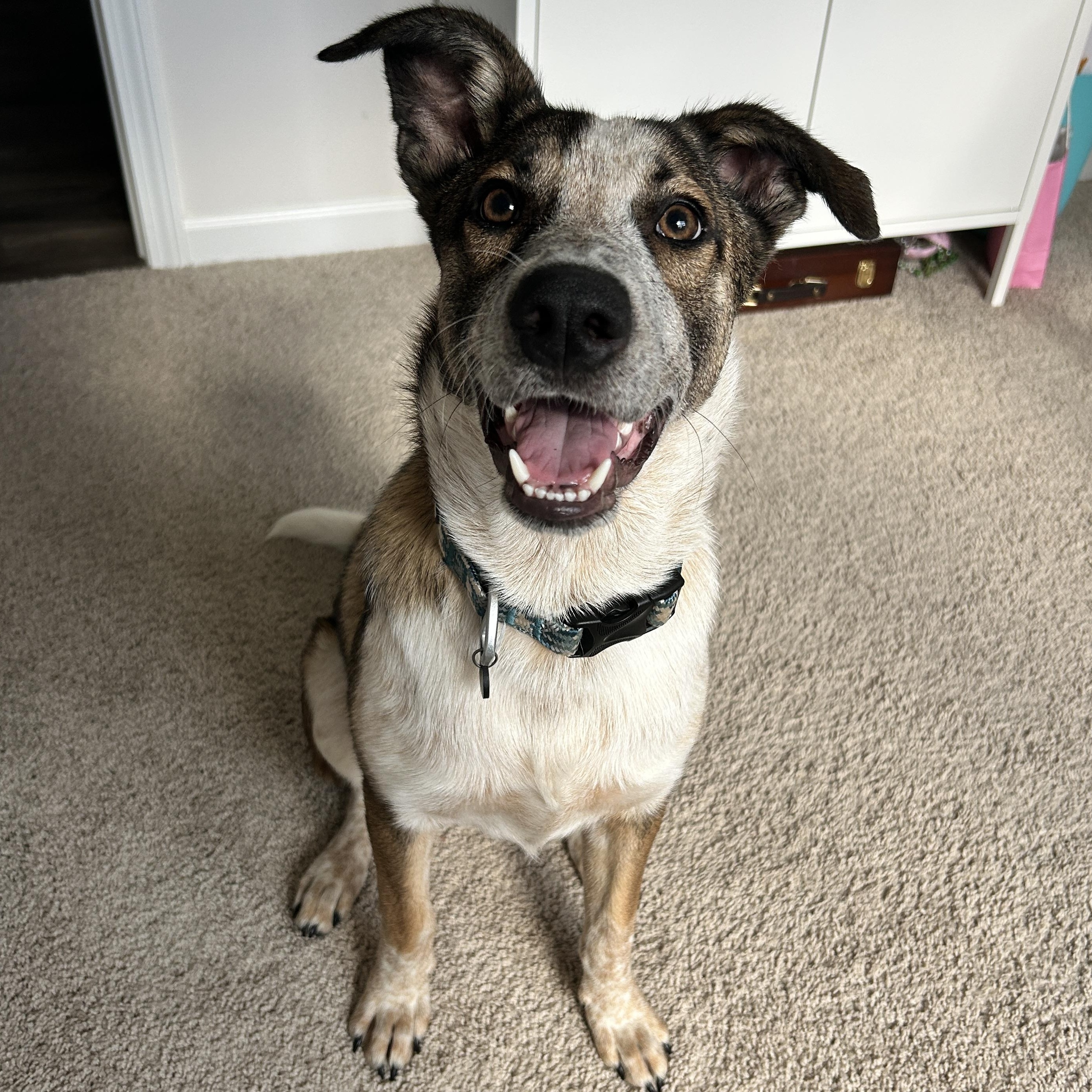 Courtesy Listing- Banjo