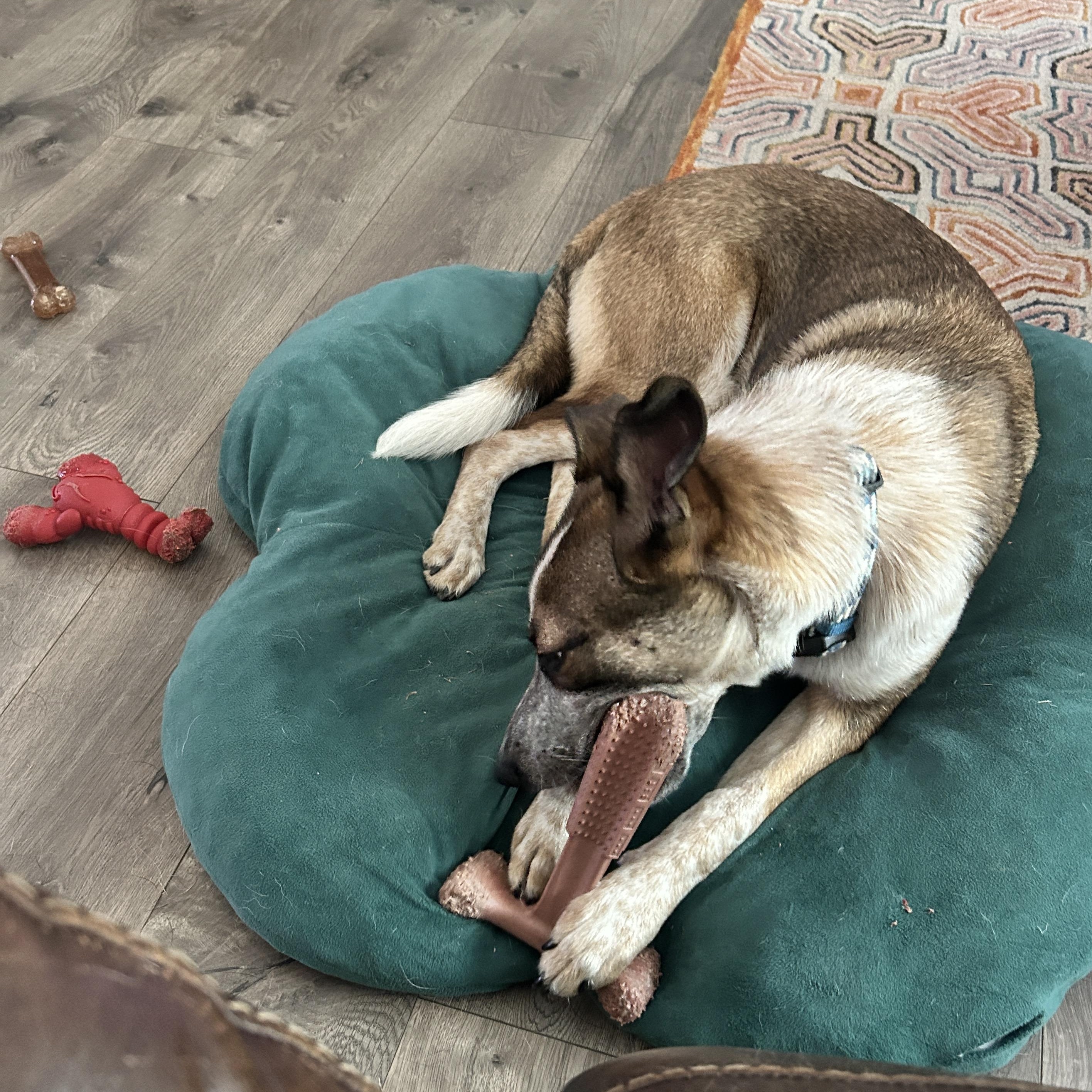 Courtesy Listing- Banjo, a Adoptable mixed breed in Carthage, NC image 3/3