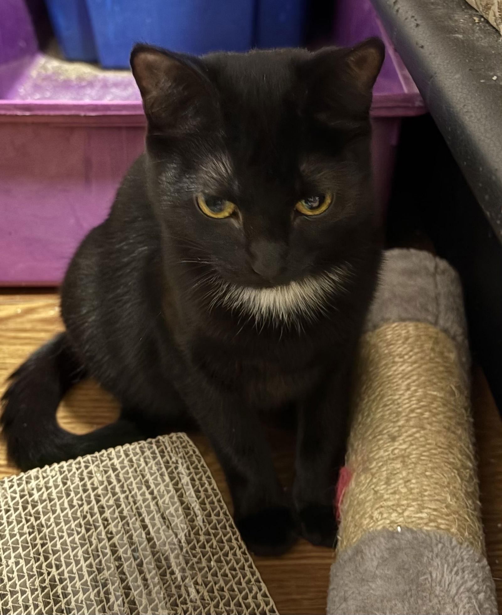 Blackberry, Adoptable, Kitten Female Domestic Short Hair.