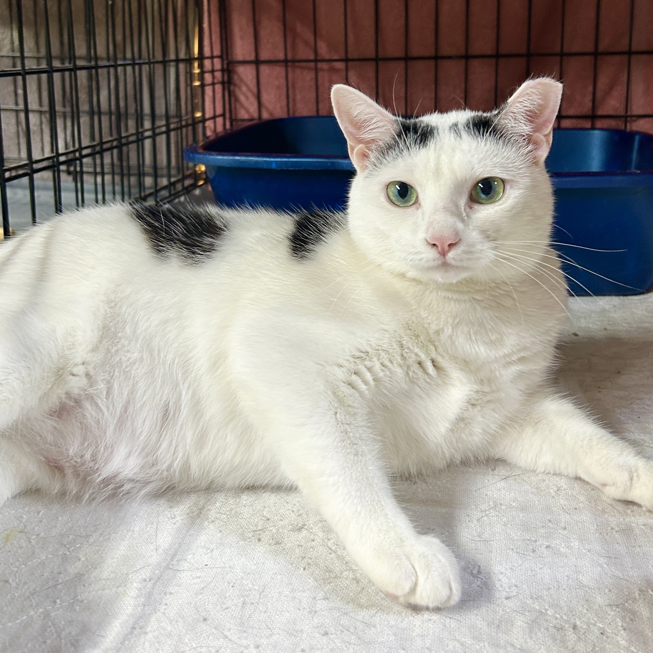 Enlarge KELLY, a Adoptable Domestic Short Hair in Avon, OH image 3/4