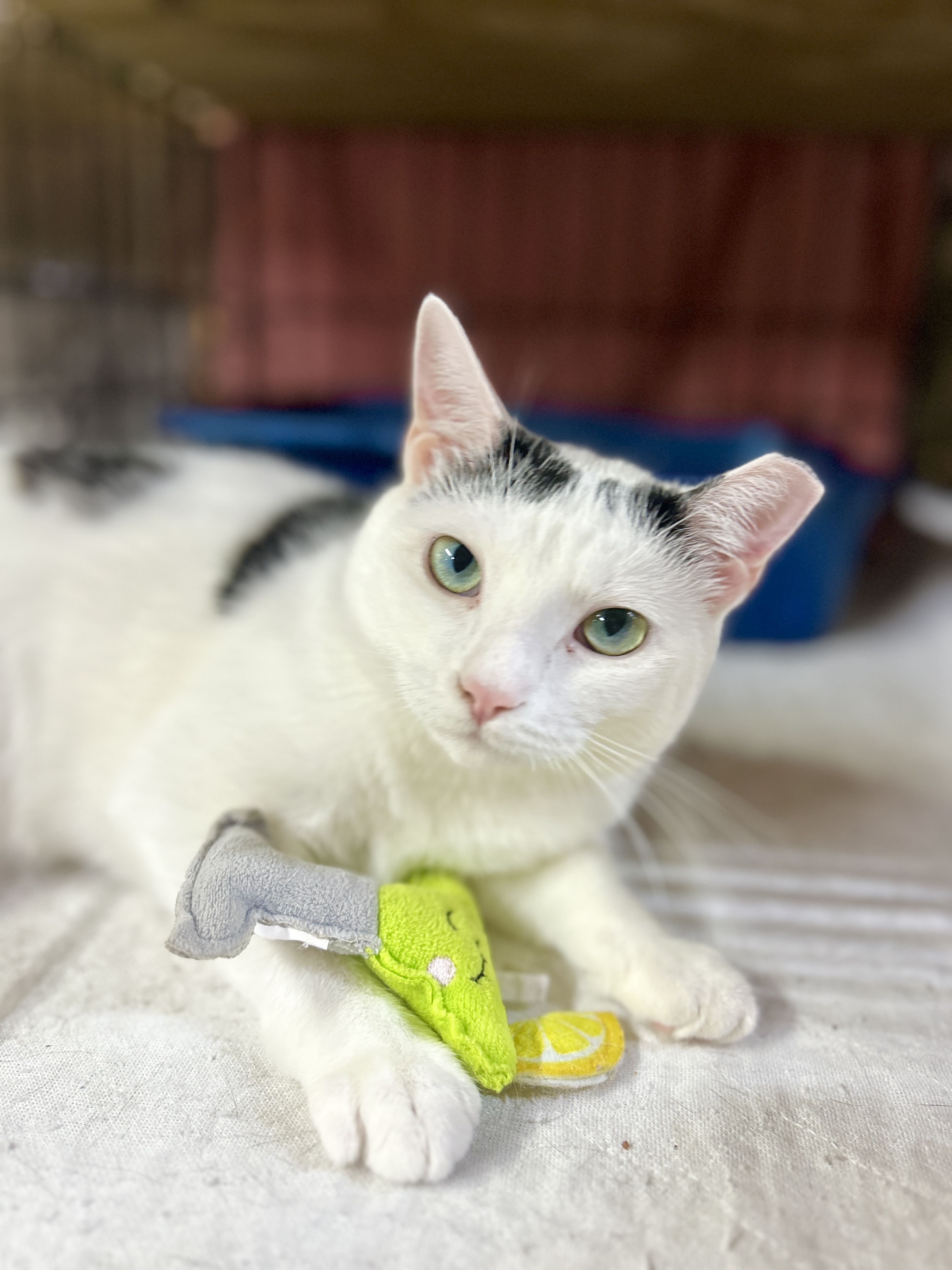 Enlarge KELLY, a Adoptable Domestic Short Hair in Avon, OH image 4/4