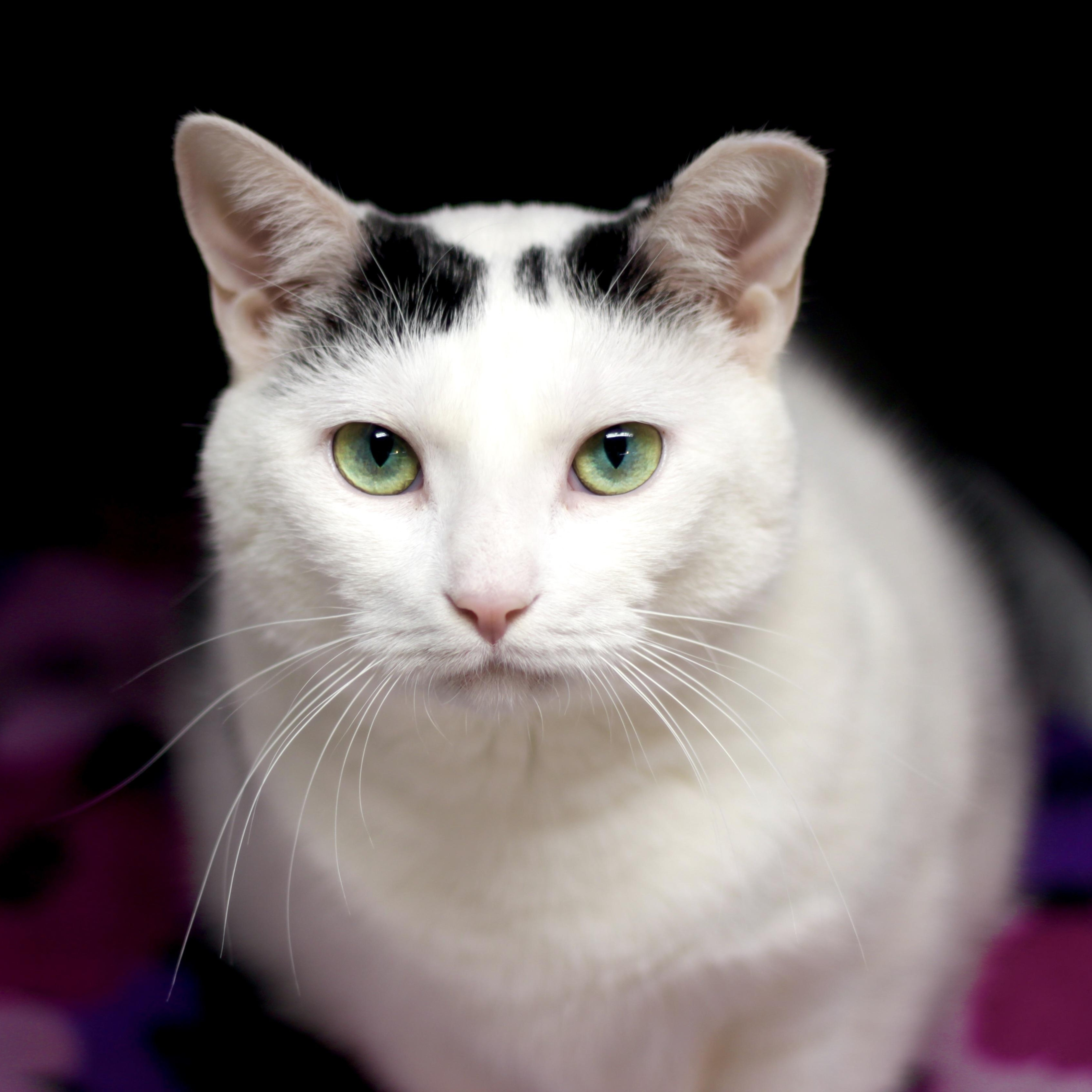 Enlarge KELLY, a Adoptable Domestic Short Hair in Avon, OH image 1/4