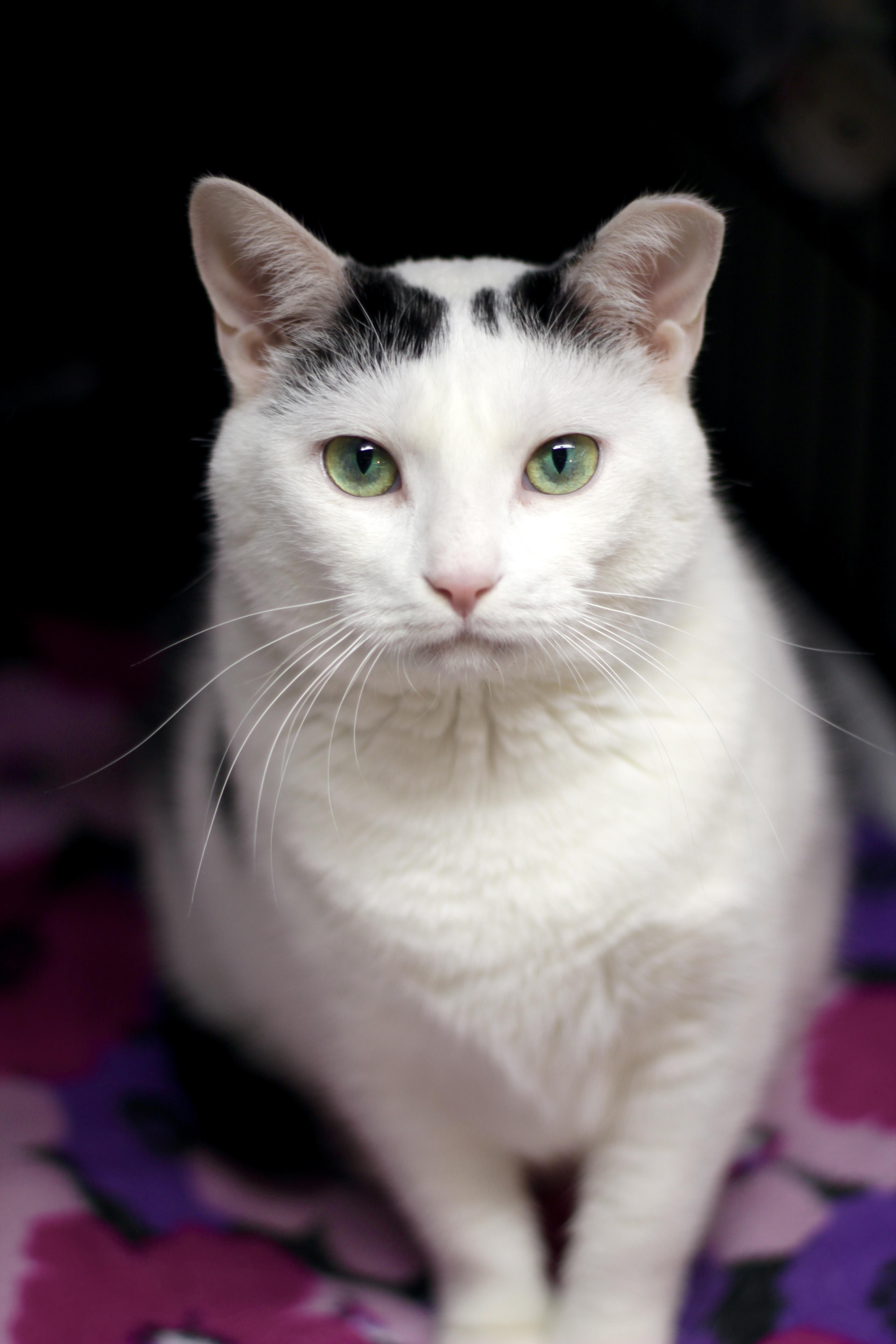 Enlarge KELLY, a Adoptable Domestic Short Hair in Avon, OH image 2/4