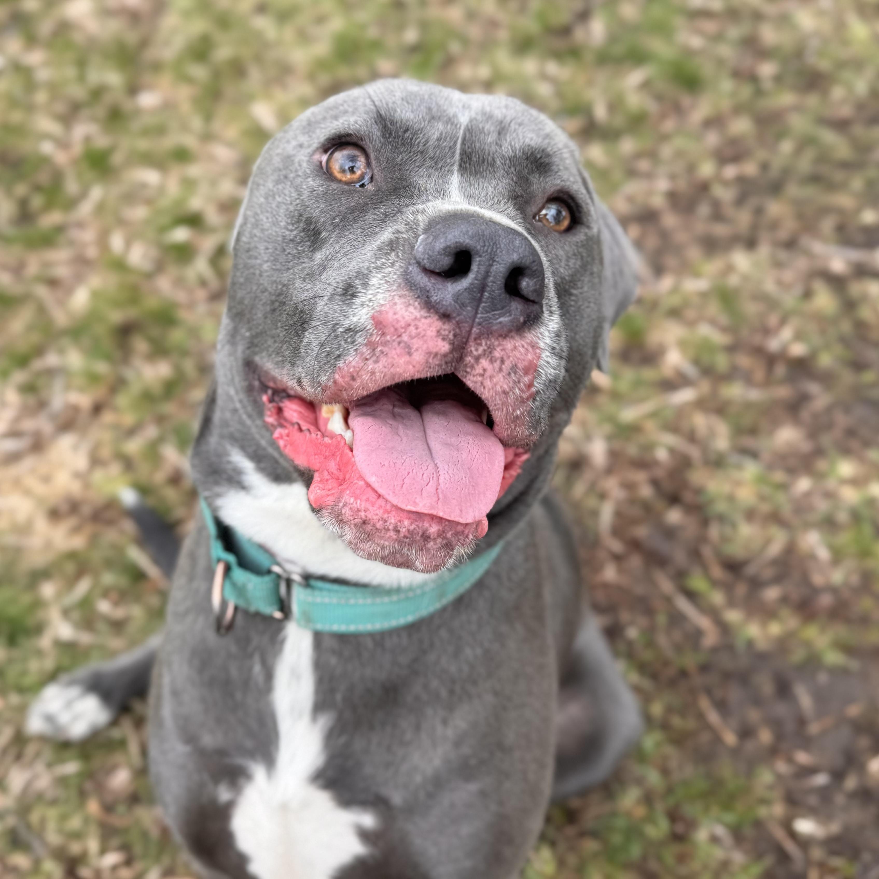 Raven Courtesy Listing, an adopted mixed breed in Midland, MI image 1/5