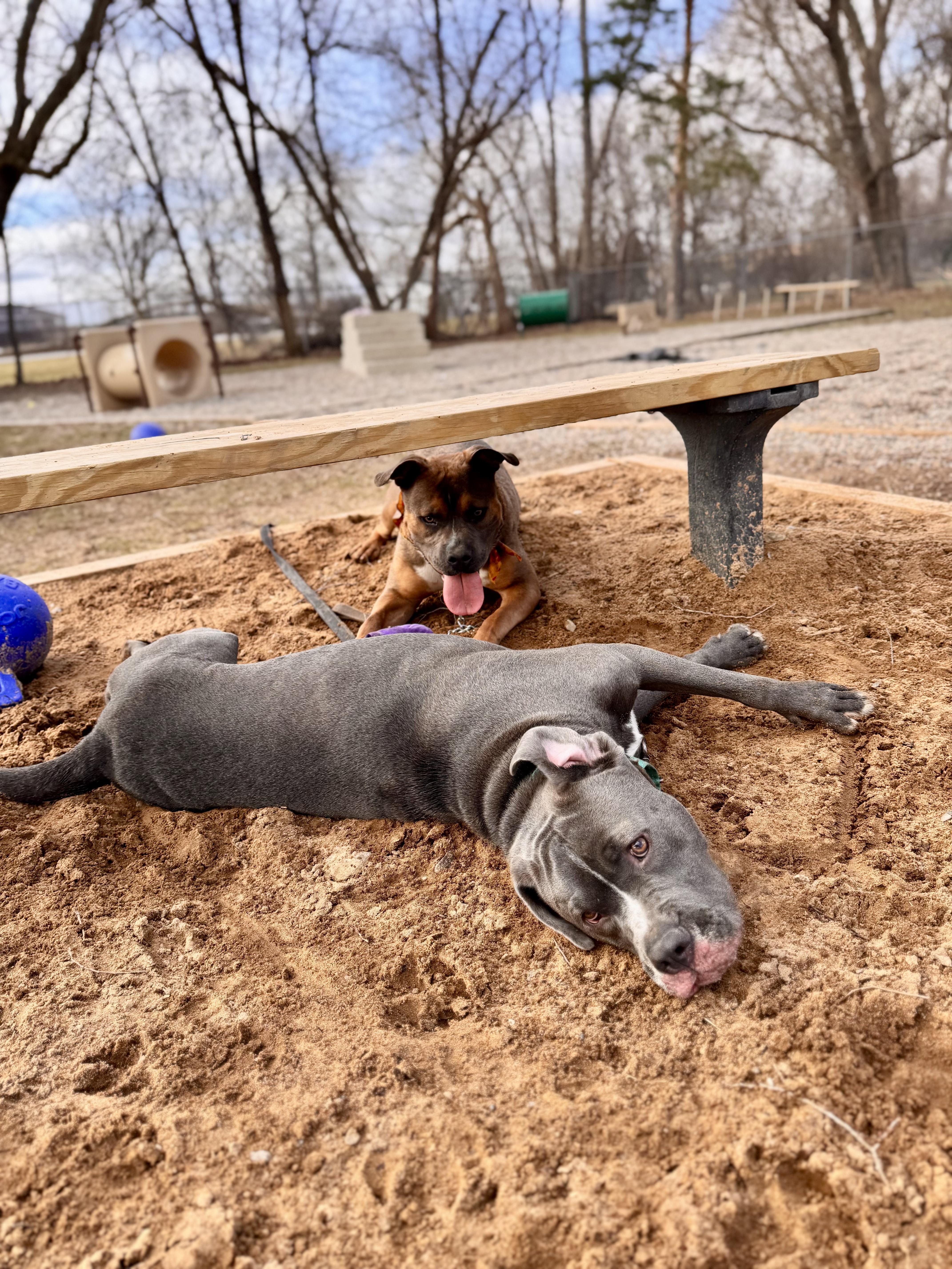 Raven Courtesy Listing, an adopted mixed breed in Midland, MI image 4/5