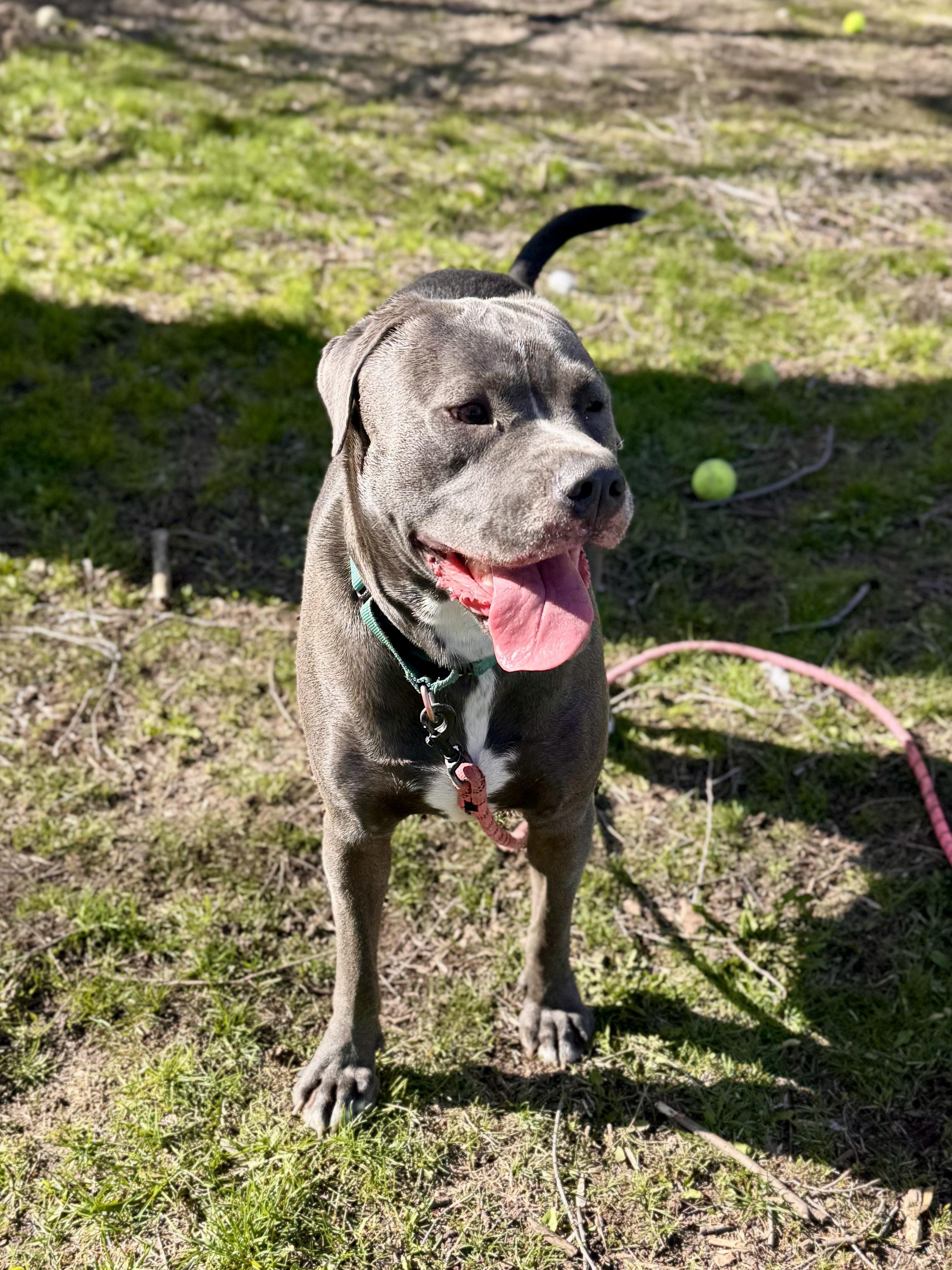 Raven Courtesy Listing, an adopted mixed breed in Midland, MI image 2/5