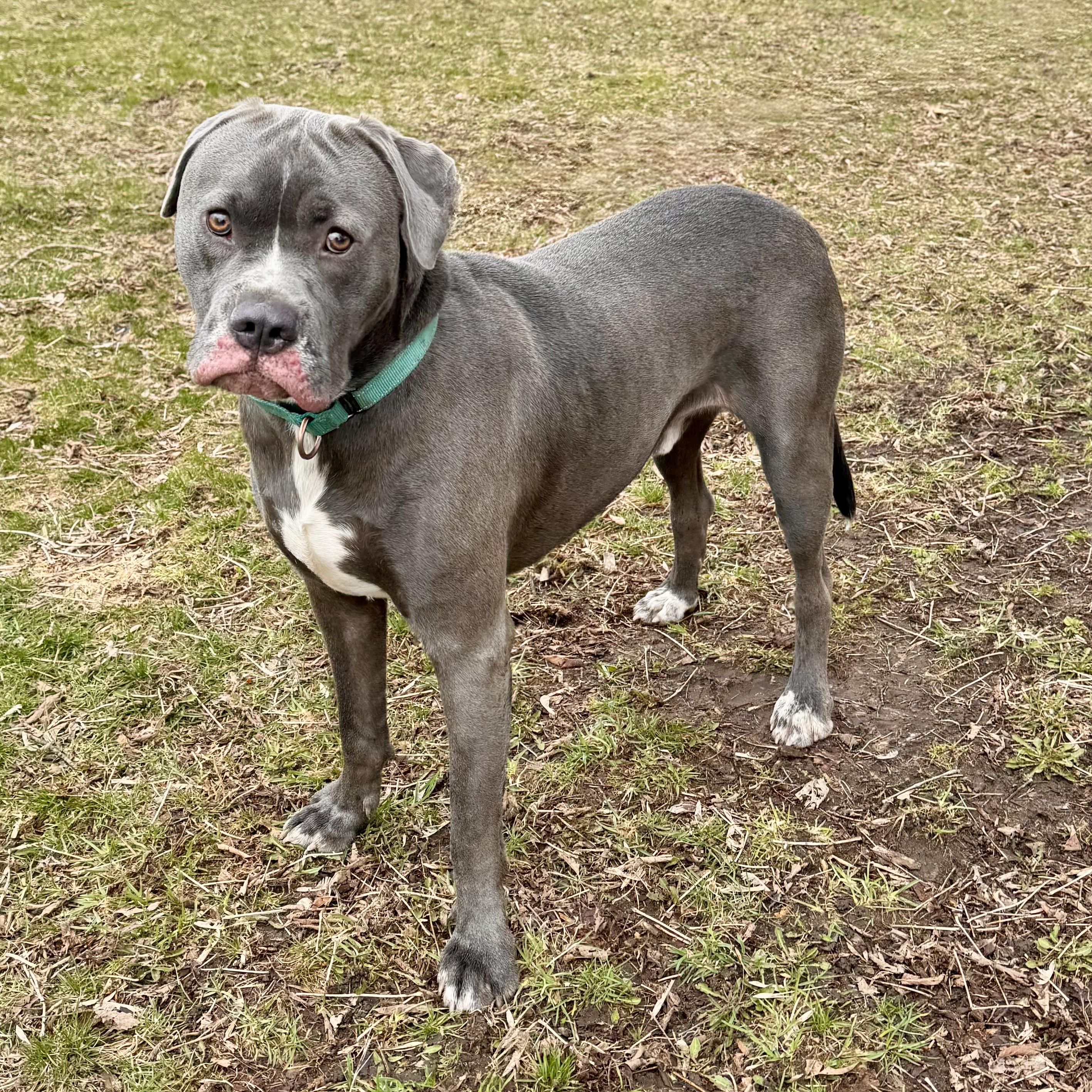 Raven Courtesy Listing, an adopted mixed breed in Midland, MI image 5/5