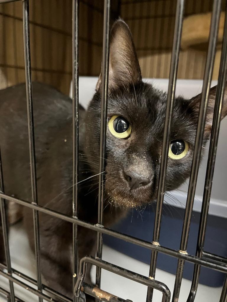 Daisy Jane, Adoptable, Young Female Domestic Short Hair.