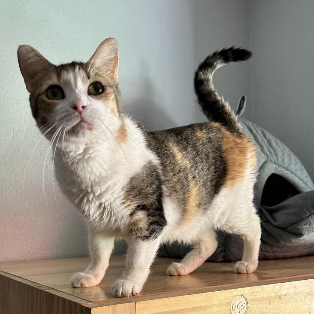Enlarge Grace, a Adoptable Domestic Short Hair in Brawley, CA image 1/6