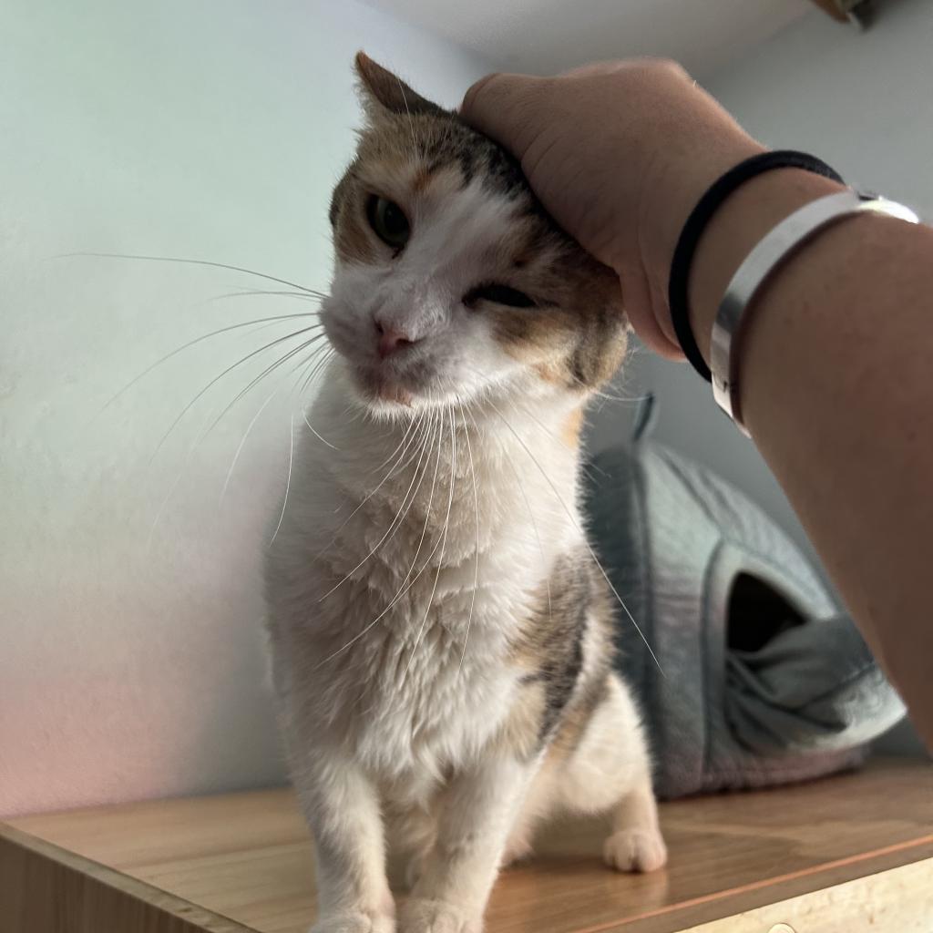 Enlarge Grace, a Adoptable Domestic Short Hair in Brawley, CA image 2/6