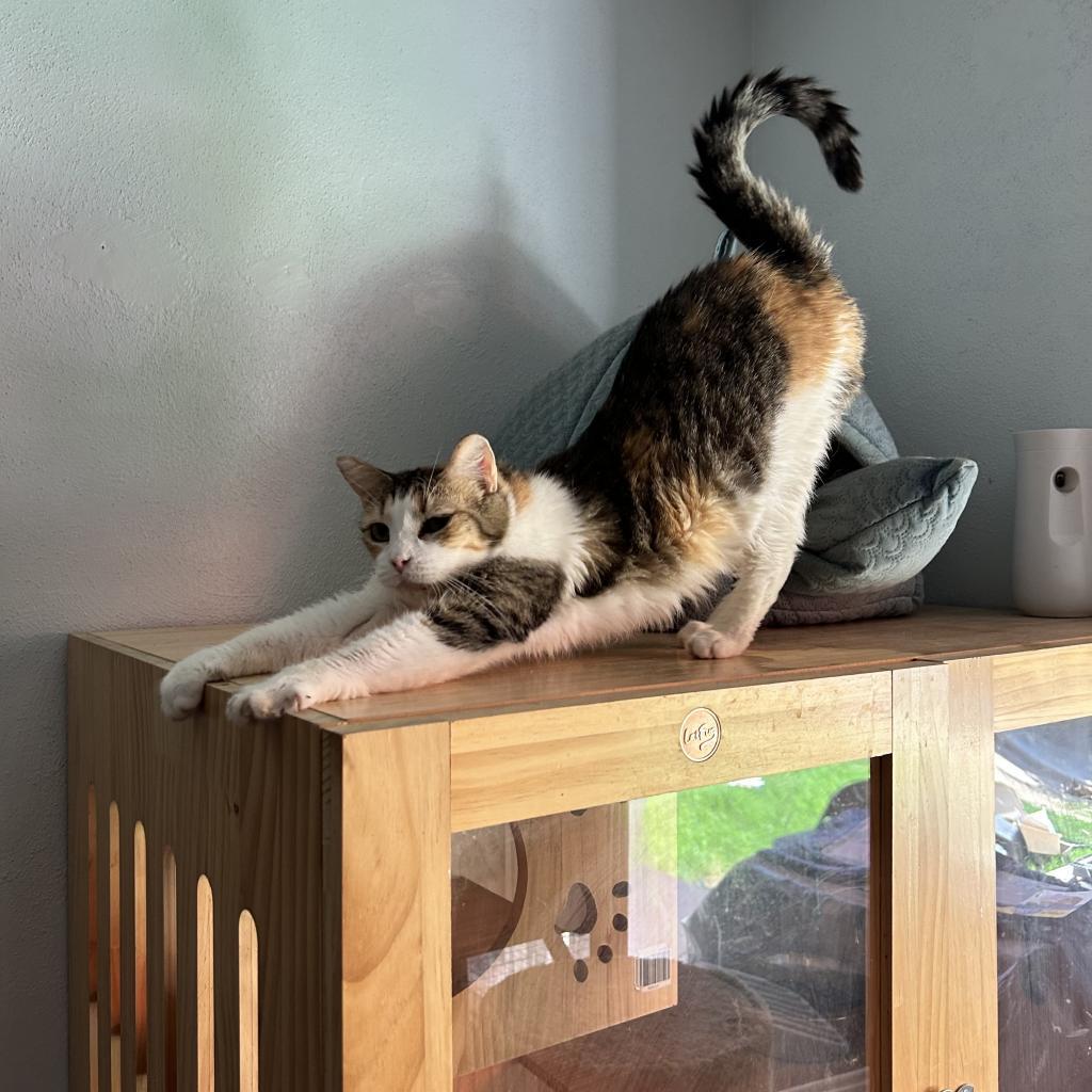 Enlarge Grace, a Adoptable Domestic Short Hair in Brawley, CA image 3/6