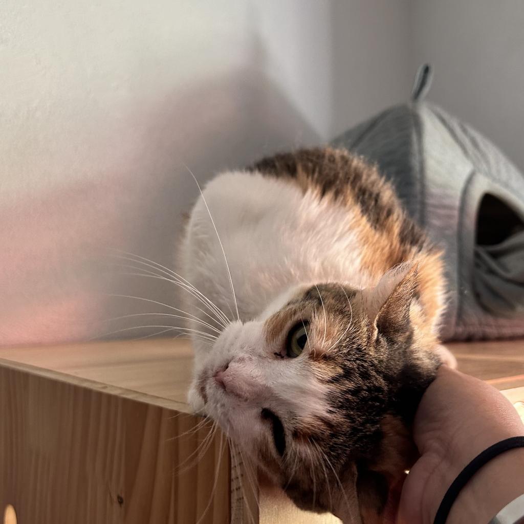 Enlarge Grace, a Adoptable Domestic Short Hair in Brawley, CA image 6/6