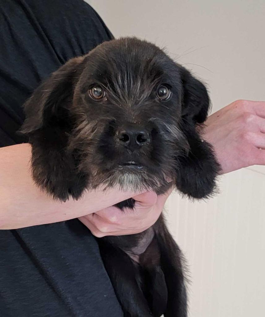 Enlarge Belladonna, a Adopted mixed breed in Chillicothe, OH image 1/1