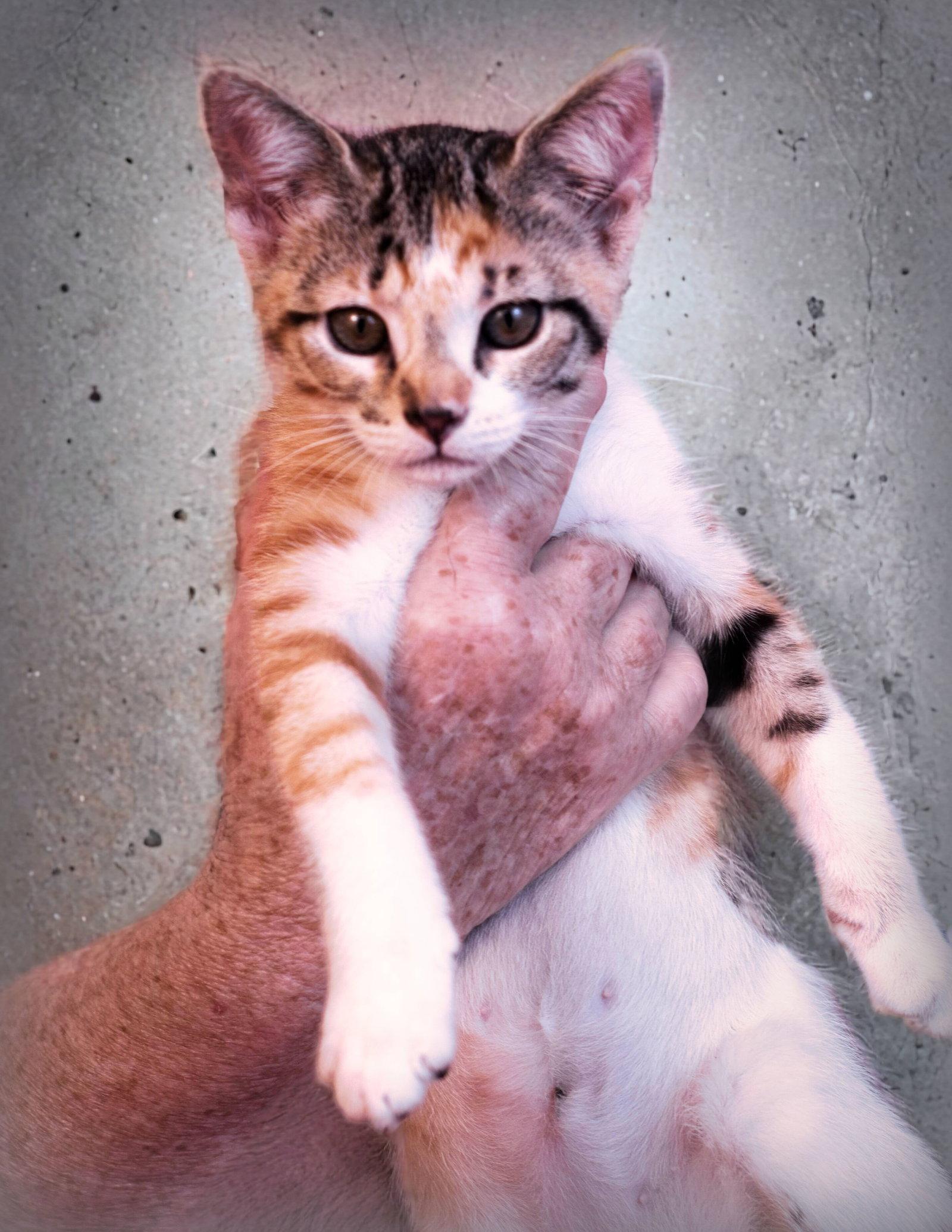 Gaby, Adoptable, Young Female Domestic Short Hair & American Shorthair.