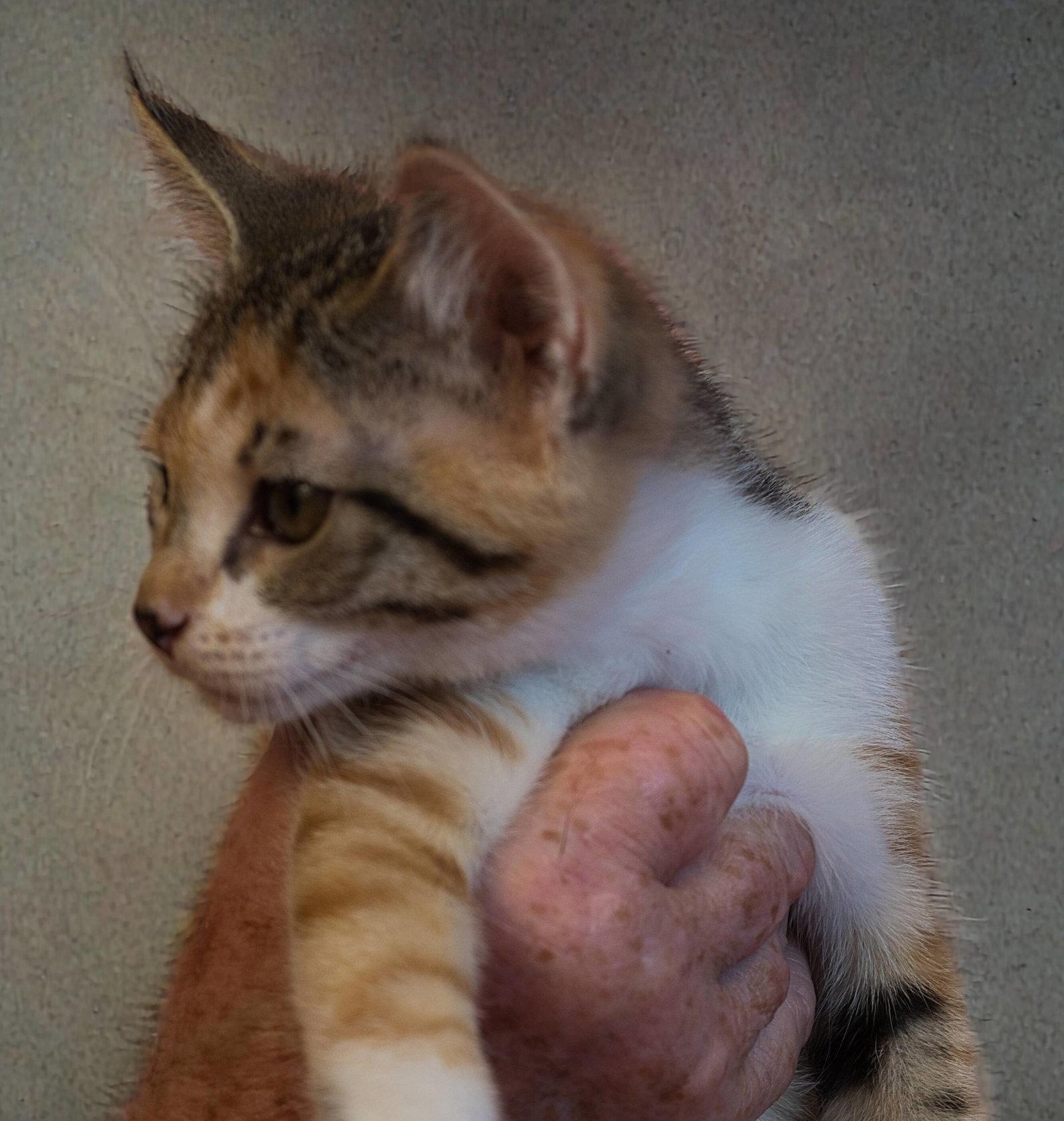 Enlarge Gaby, a Adoptable mixed breed in Holly Springs, MS image 2/2