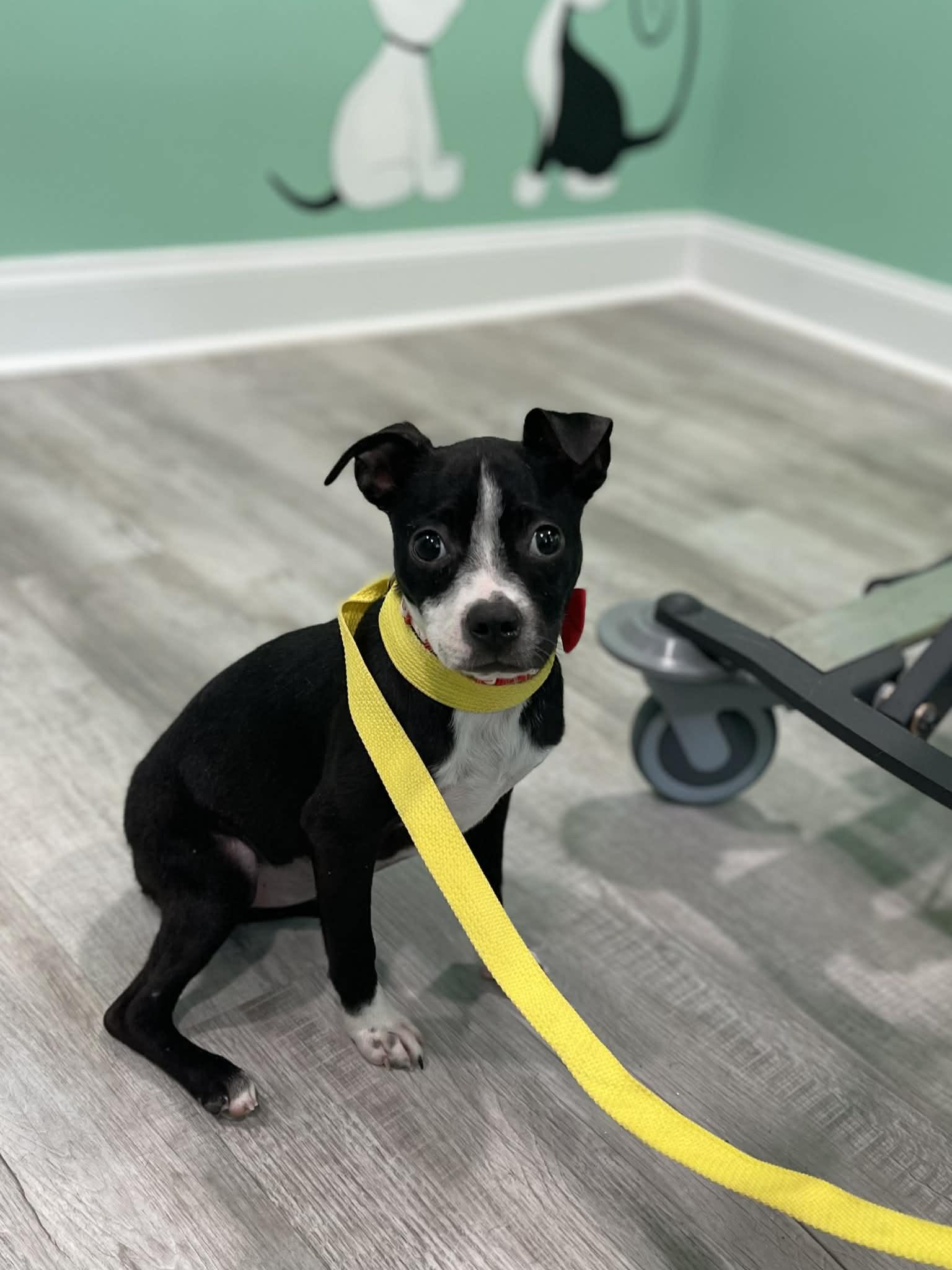 Mouse, ADOPTABLE, Young Female Boston Terrier & Chihuahua.