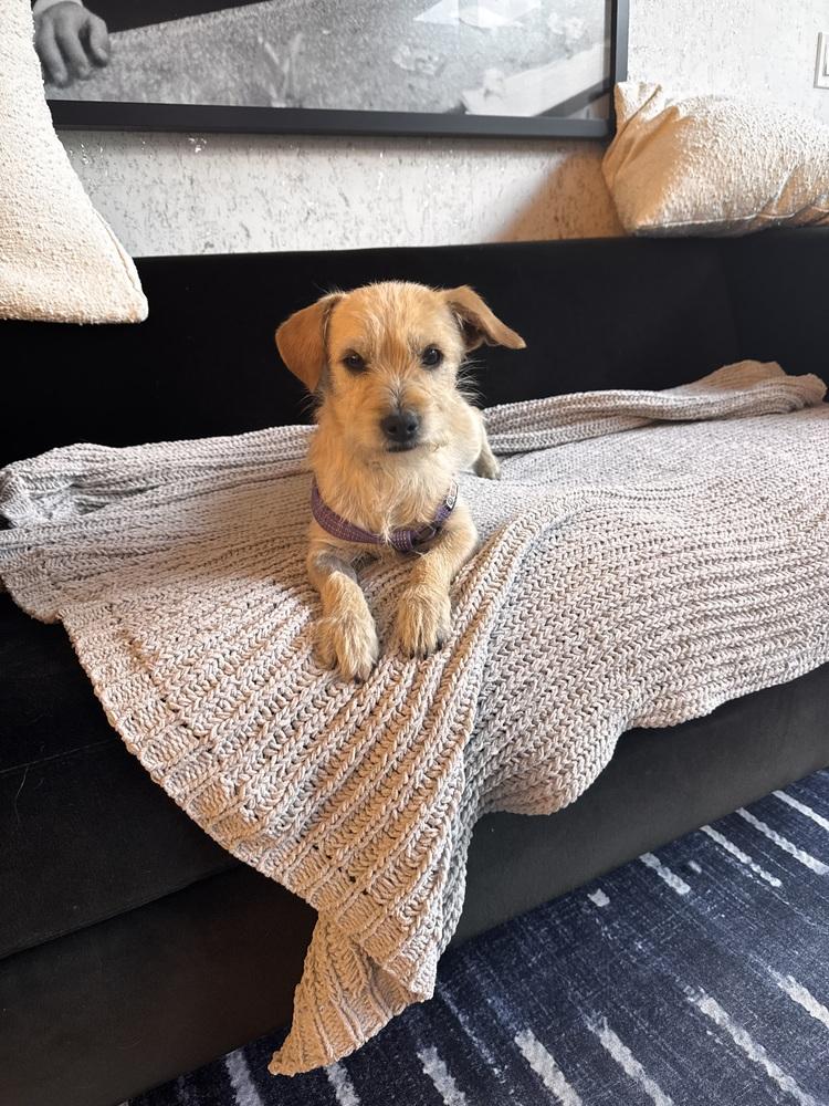 Enlarge TEDDY, a Adoptable mixed breed in Broomfield, CO image 2/6