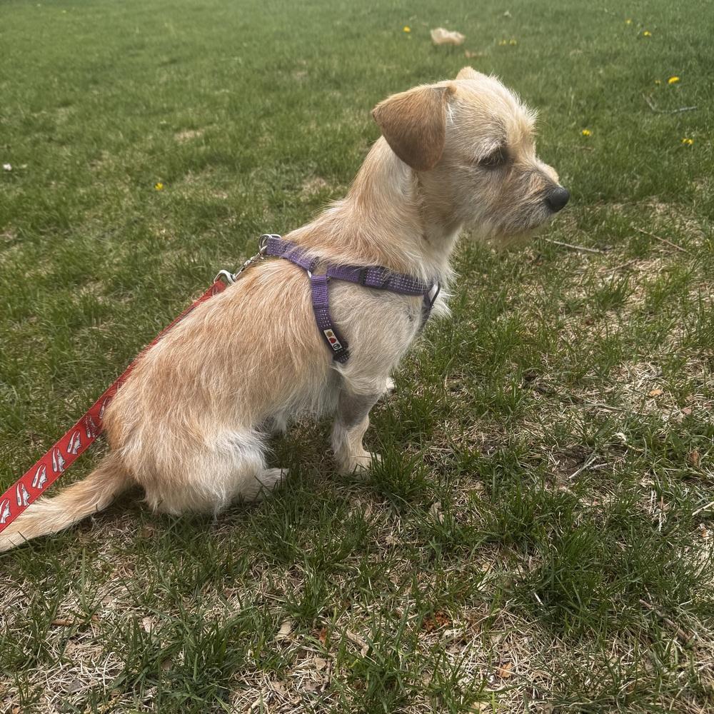 Enlarge TEDDY, a Adoptable mixed breed in Broomfield, CO image 4/6