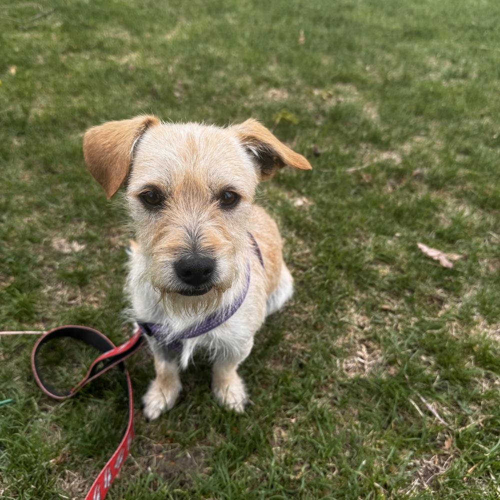 Enlarge TEDDY, a Adoptable mixed breed in Broomfield, CO image 5/6
