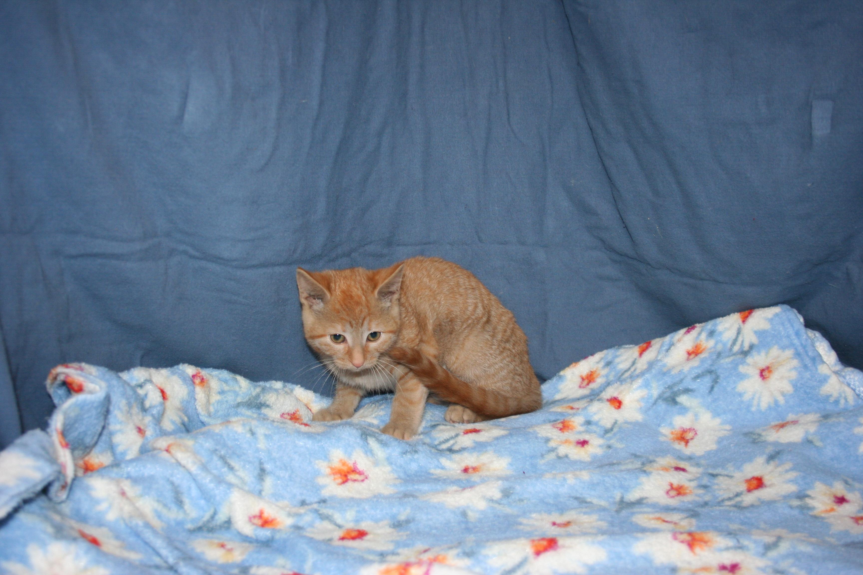 Enlarge Little Sweetie, an adopted mixed breed in Howell, MI image 3/4