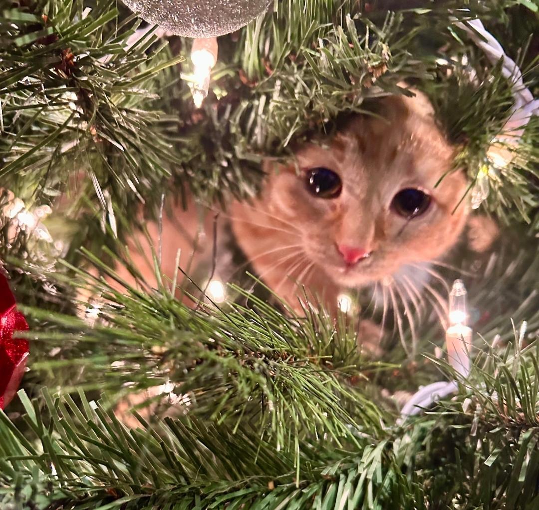 Little Sweetie, Adoptable, Kitten Female Tabby & Domestic Short Hair.