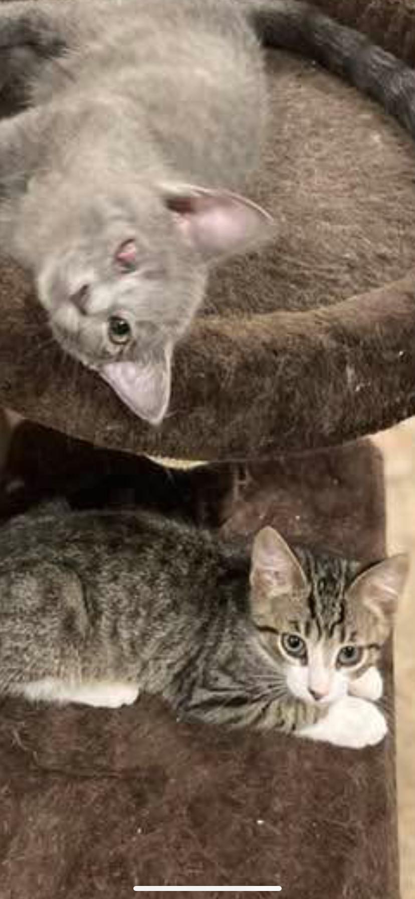 Enlarge Perdiddle, a Adopted Domestic Short Hair in Waveland, IN image 1/2