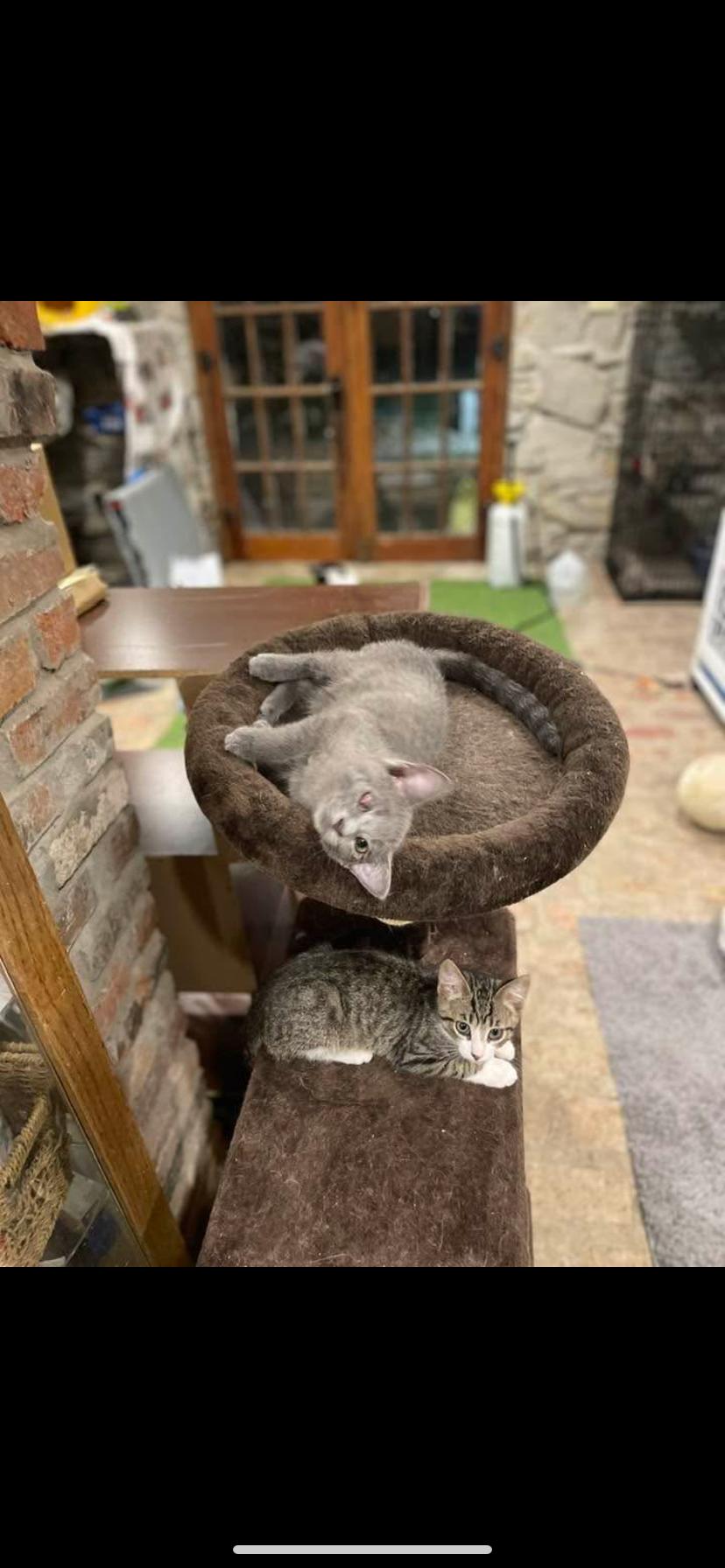 Enlarge Perdiddle, a Adopted Domestic Short Hair in Waveland, IN image 2/2