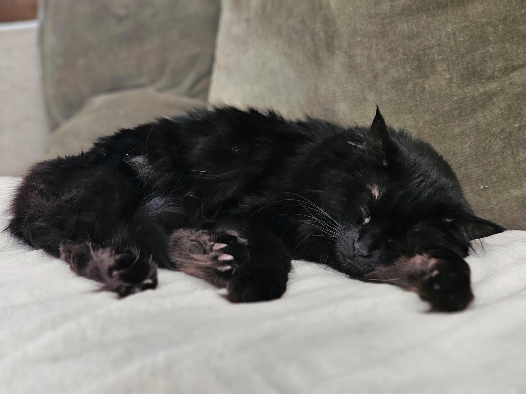 Enlarge Raven, a ADOPTABLE Domestic Long Hair in Yakima, WA image 2/6
