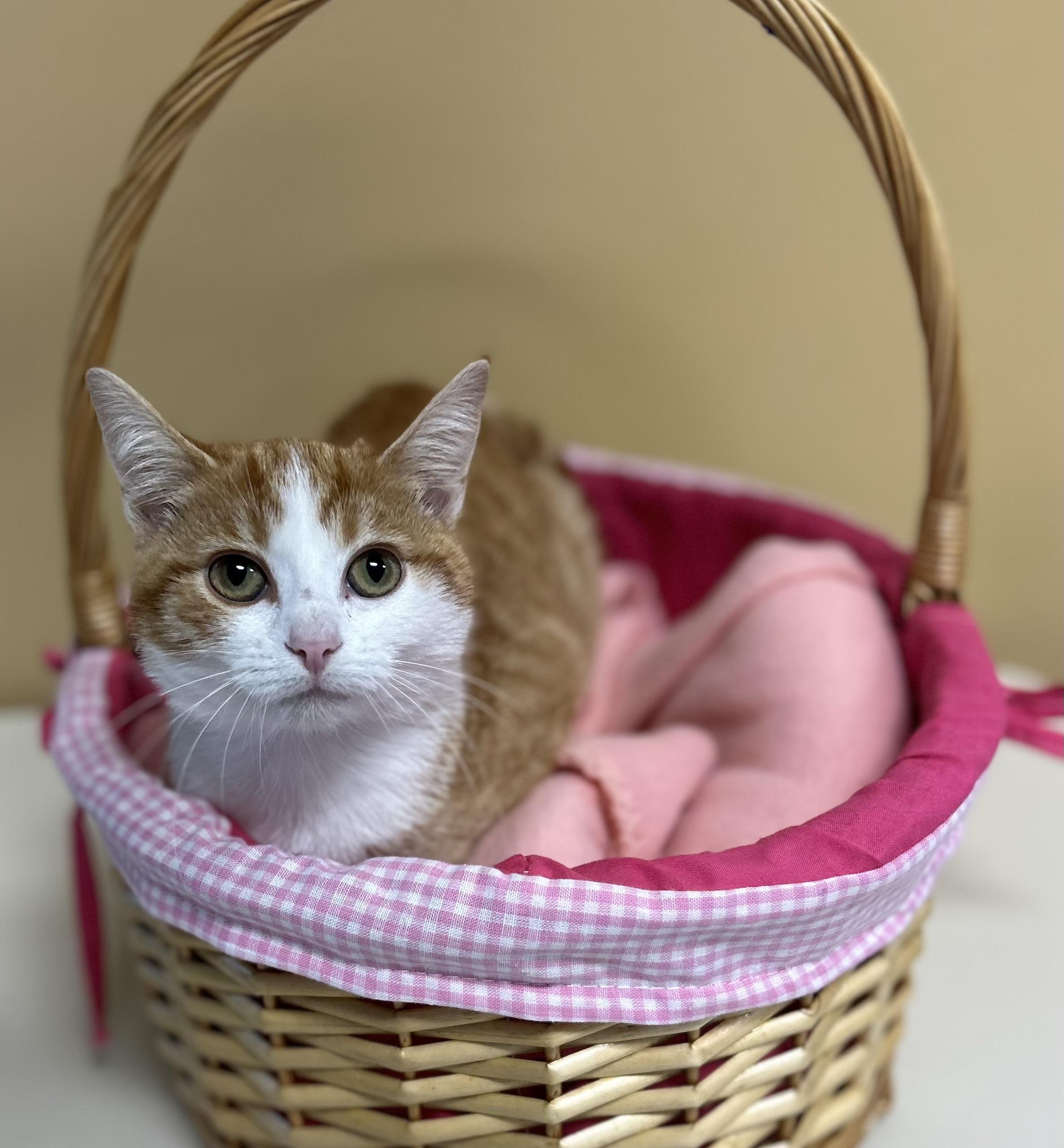 Coaster, Adoptable, Young Female Domestic Short Hair.