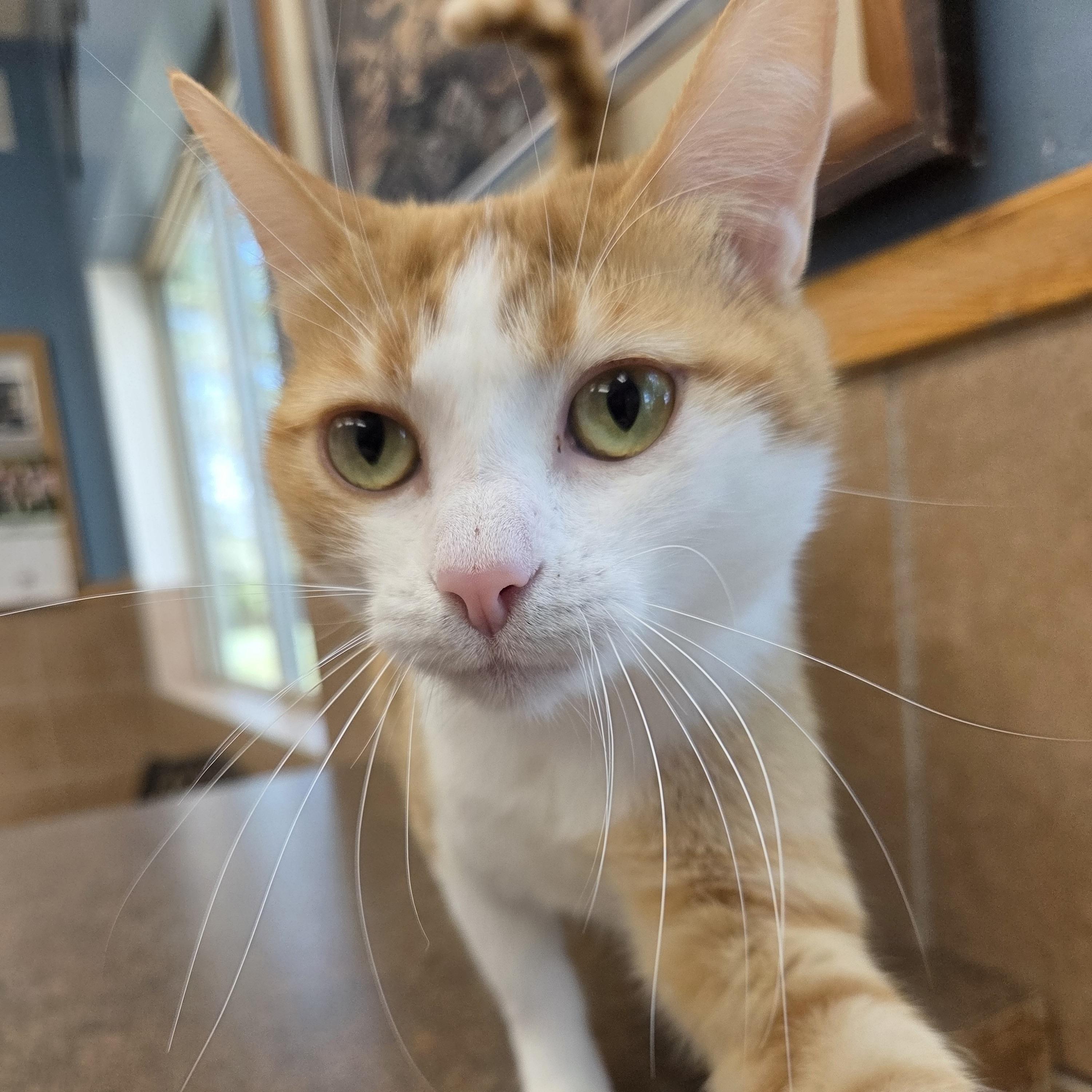 Coaster, a Adoptable mixed breed in Park Rapids, MN image 3/3