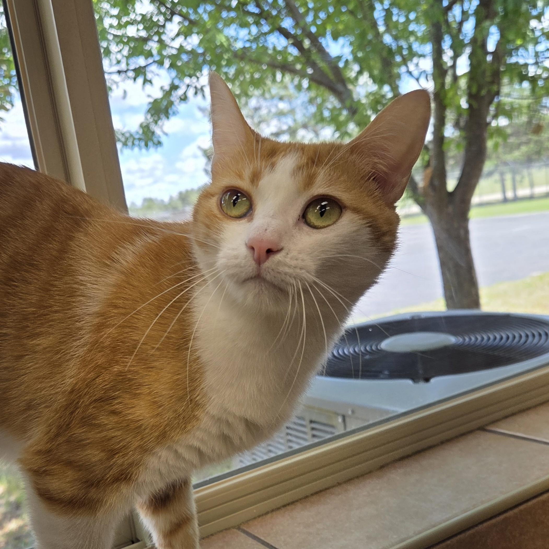 Coaster, Adoptable, Young Female Domestic Short Hair.