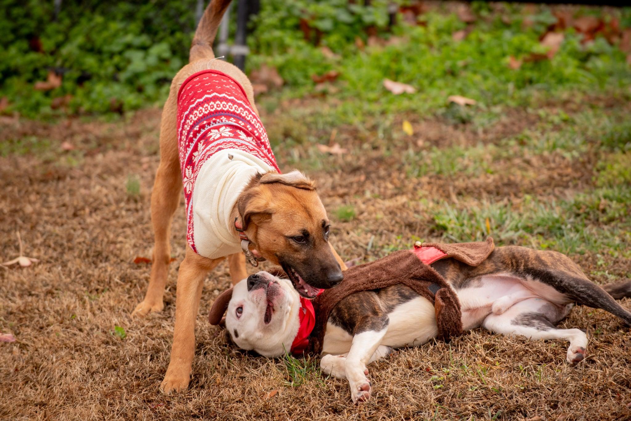 Cyrus, a ADOPTABLE mixed breed in Douglas, MA image 2/6