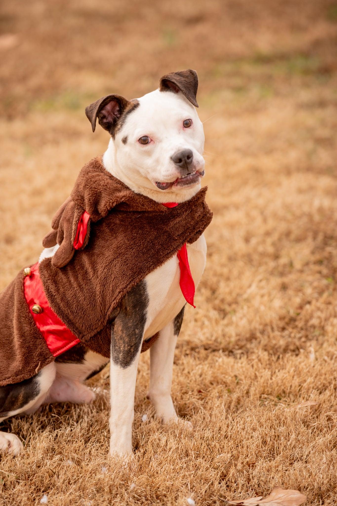 Cyrus, a ADOPTABLE mixed breed in Douglas, MA image 6/6