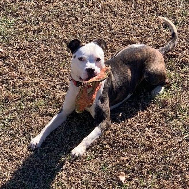 Cyrus, a ADOPTABLE mixed breed in Douglas, MA image 5/6