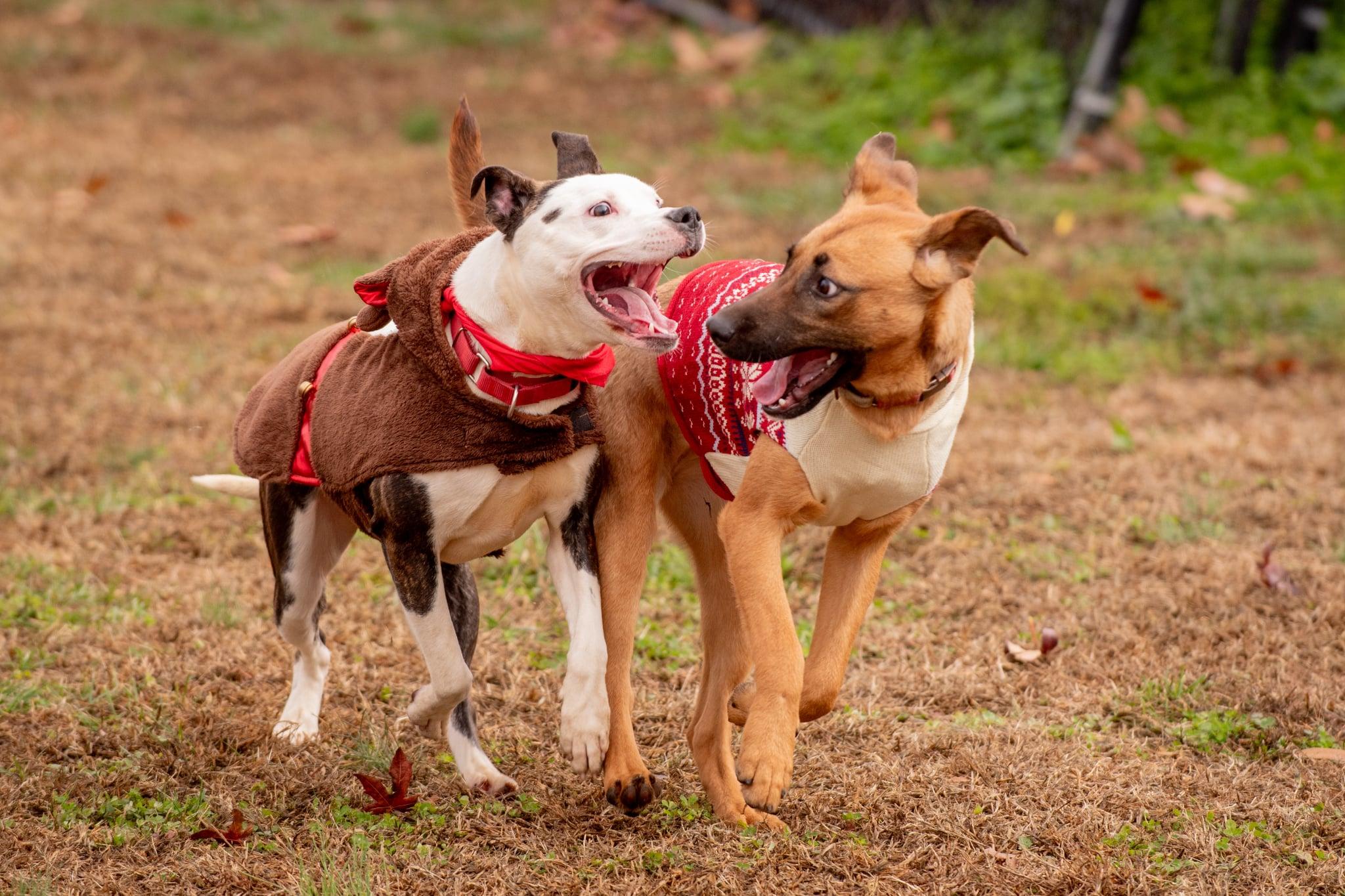 Cyrus, a ADOPTABLE mixed breed in Douglas, MA image 3/6