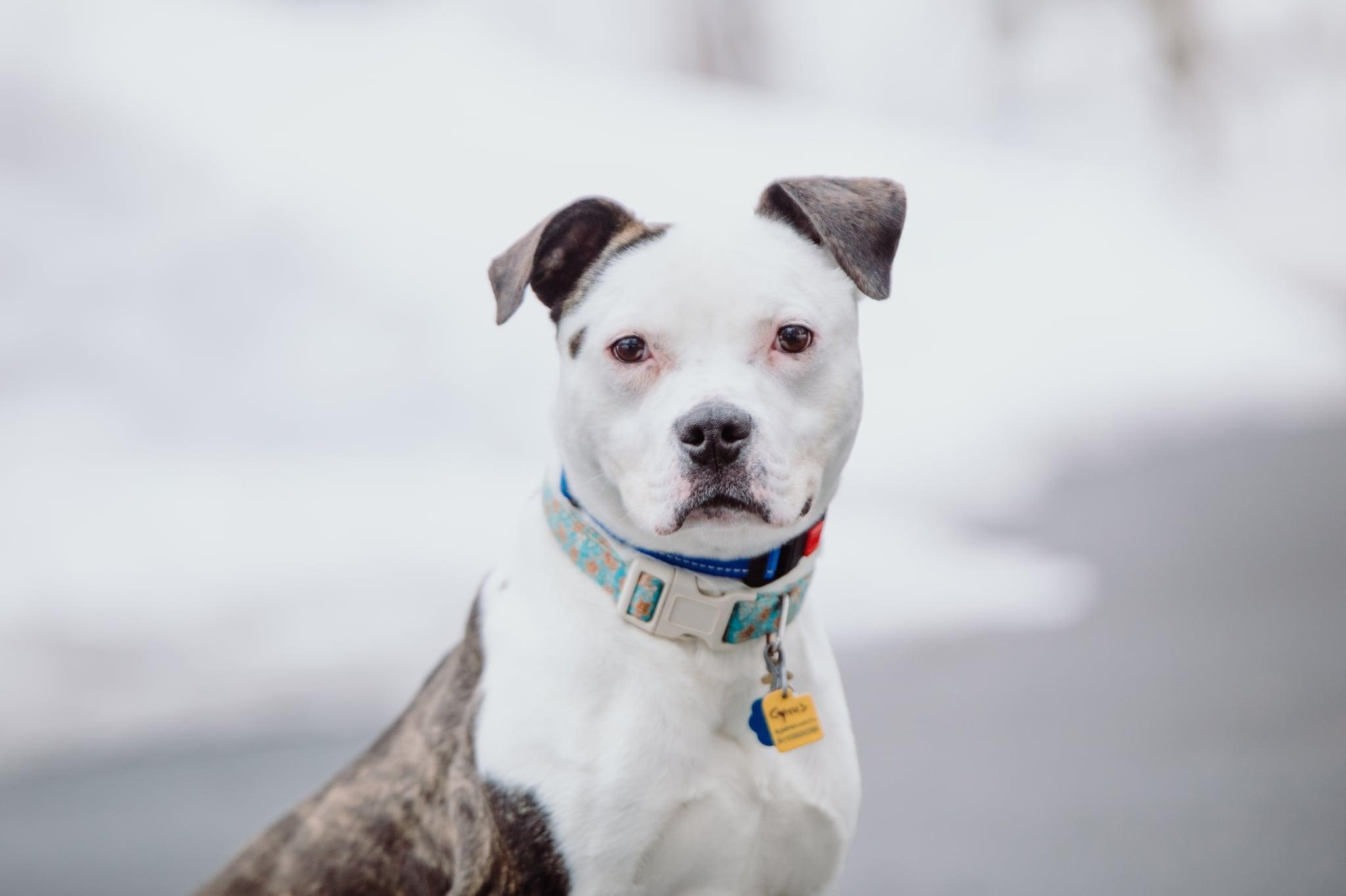 Cyrus, ADOPTABLE, Young Male Mixed Breed.