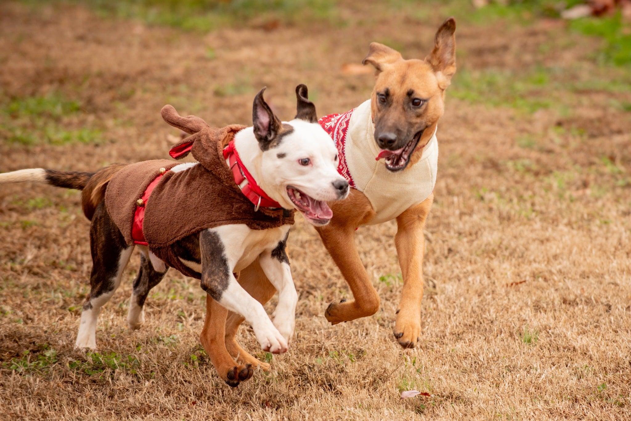 Cyrus, a ADOPTABLE mixed breed in Douglas, MA image 4/6