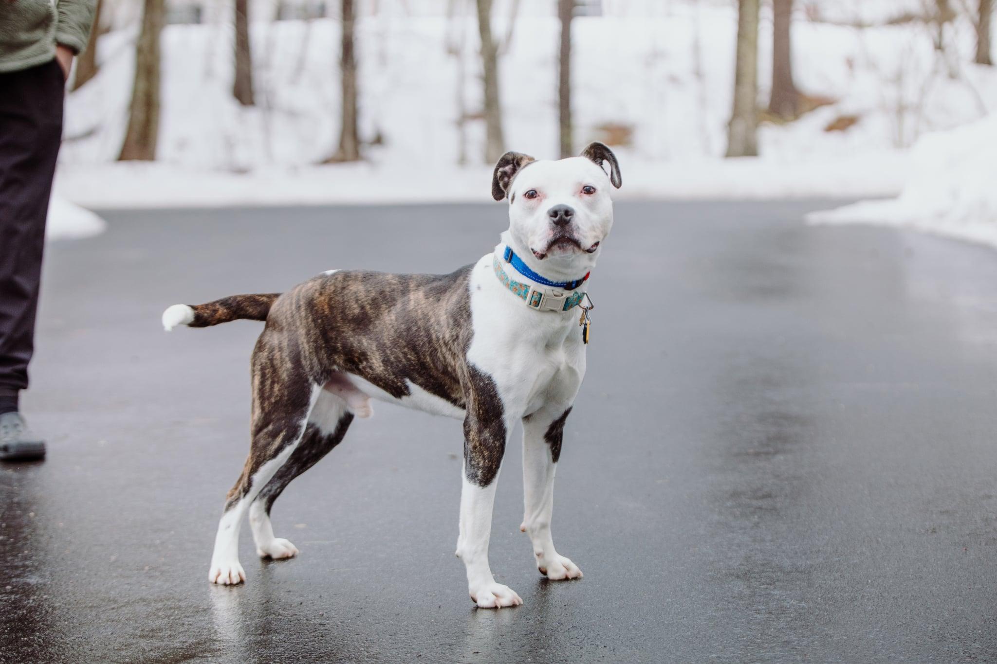 Enlarge Cyrus, a ADOPTABLE mixed breed in Douglas, MA image 5/6