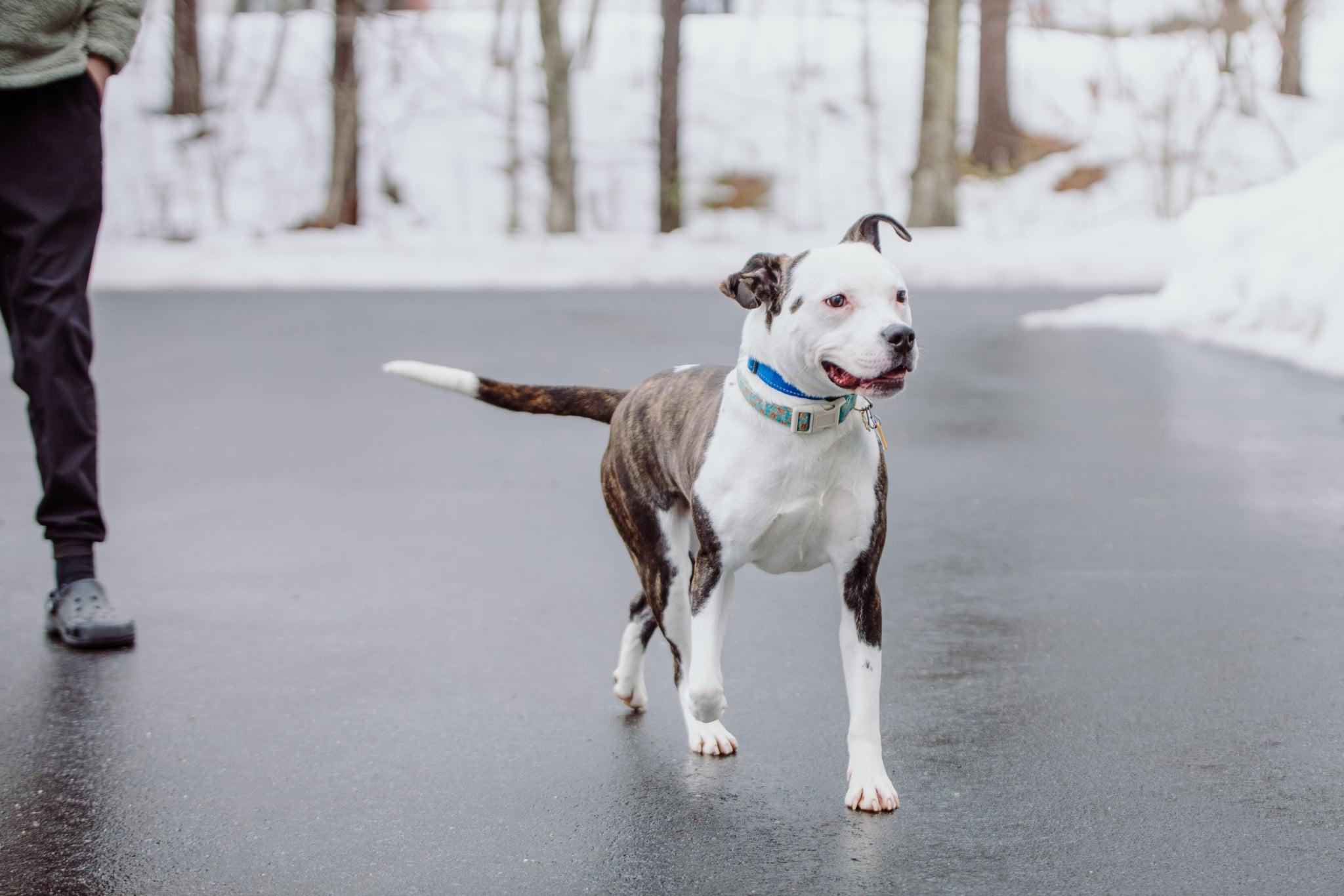 Enlarge Cyrus, a ADOPTABLE mixed breed in Douglas, MA image 4/6
