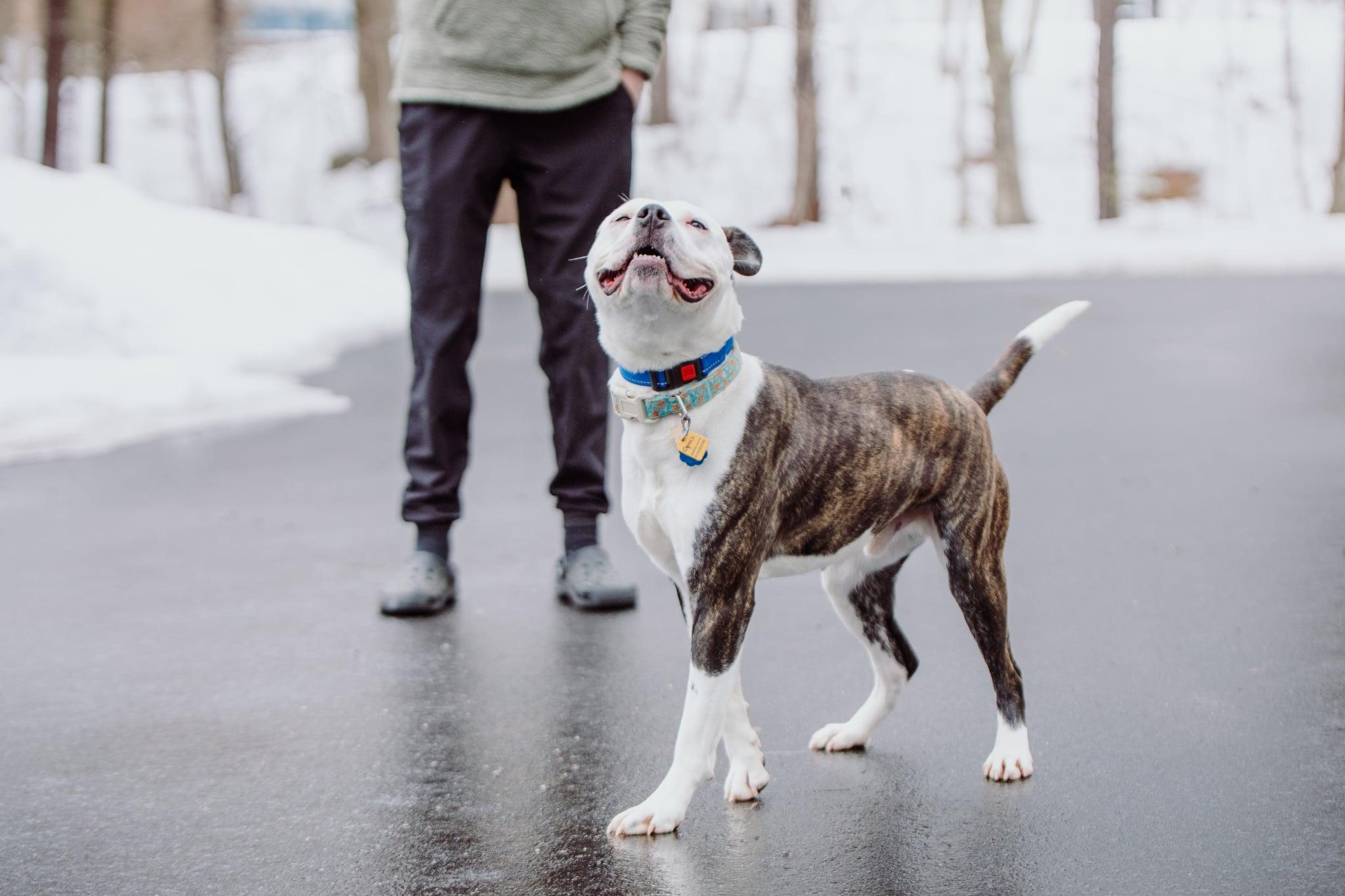 Enlarge Cyrus, a ADOPTABLE mixed breed in Douglas, MA image 6/6
