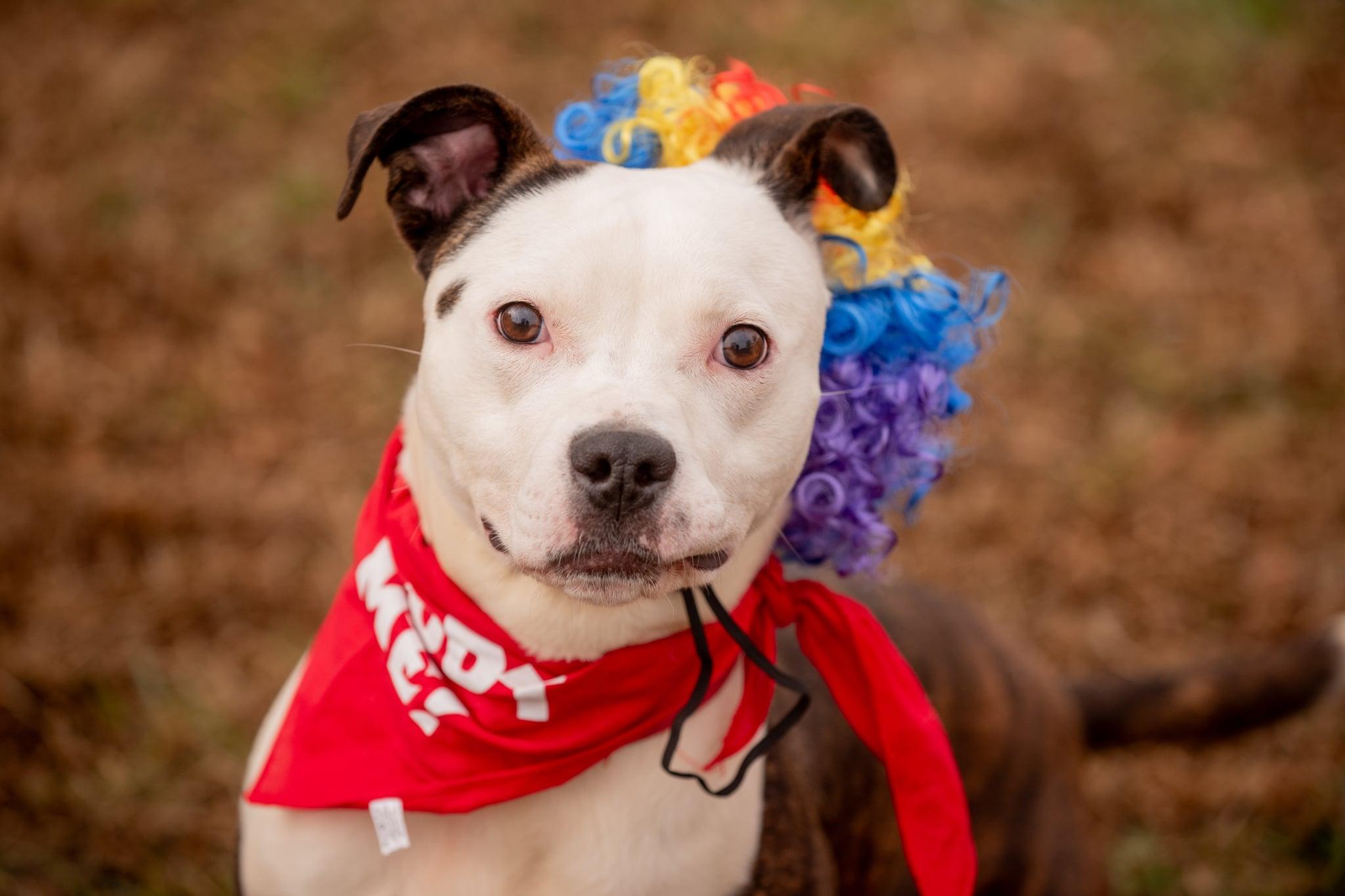 Cyrus, a ADOPTABLE mixed breed in Douglas, MA image 1/6